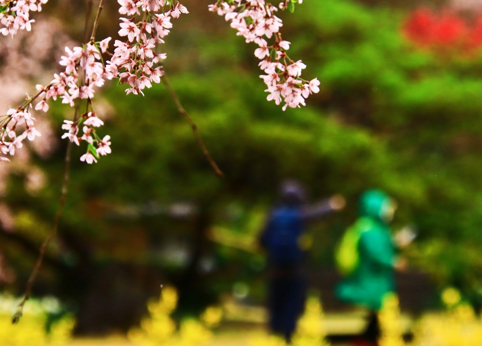 ดอกซากุระและผู้คนในเสื้อโค้ทสีเขียวเดินในสวน