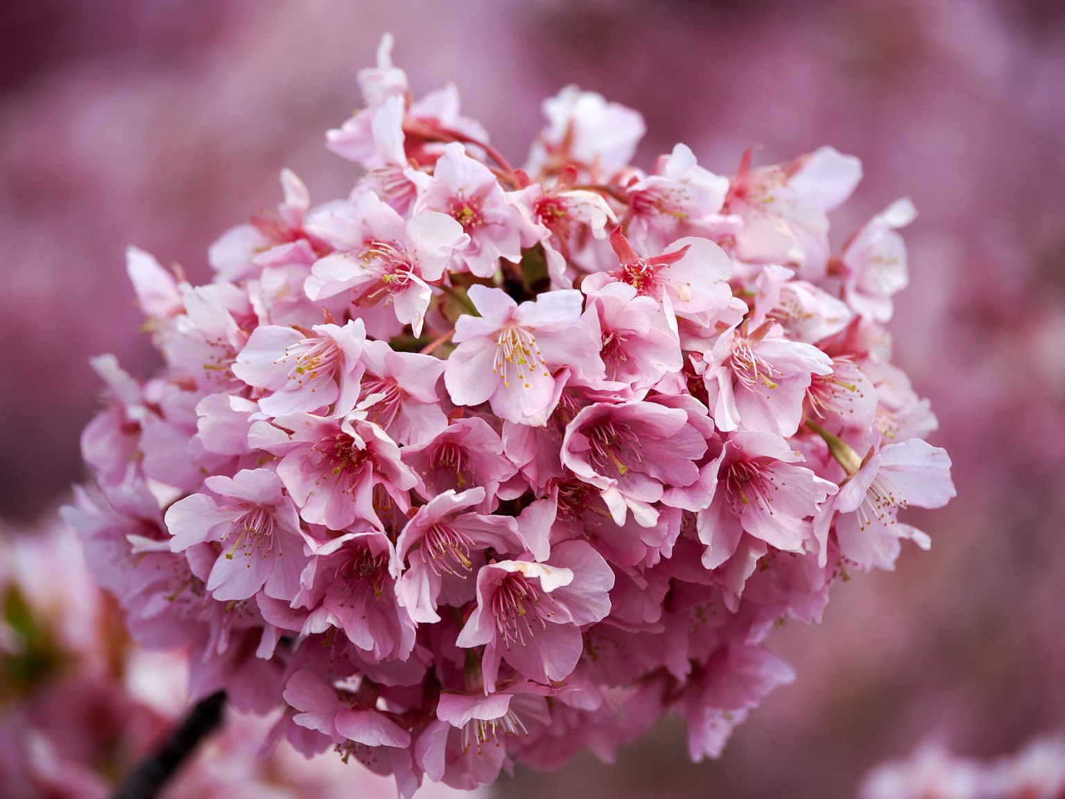 Close-up of beautiful cherry blossom flowers with clustered pink petals