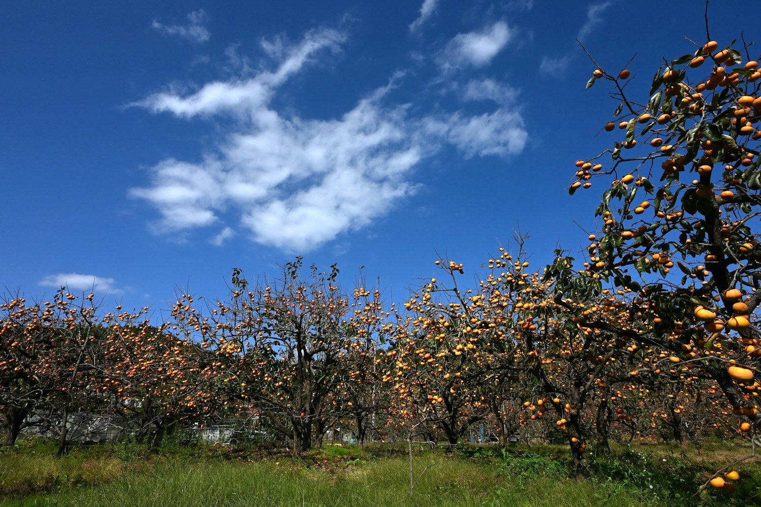 Paisaje de un huerto bajo un cielo azul con árboles que llevan frutas naranjas