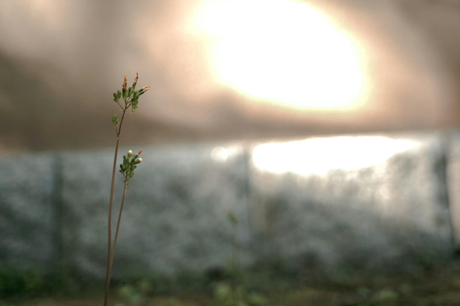 Una piccola pianta verde si erge in primo piano illuminata da una luce soffusa