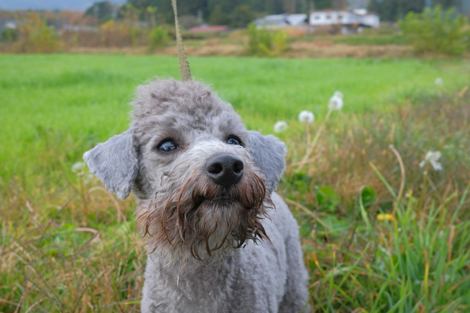 Chien gris se tenant dans un champ vert