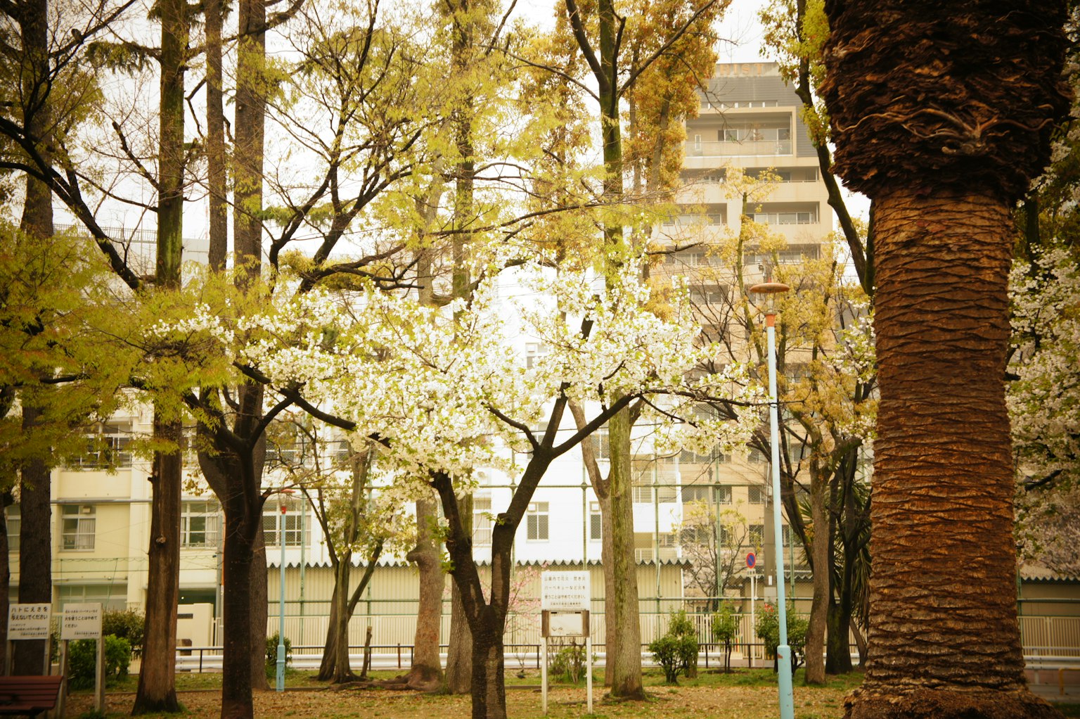 Scène de parc avec des cerisiers en fleurs et un immeuble en arrière-plan
