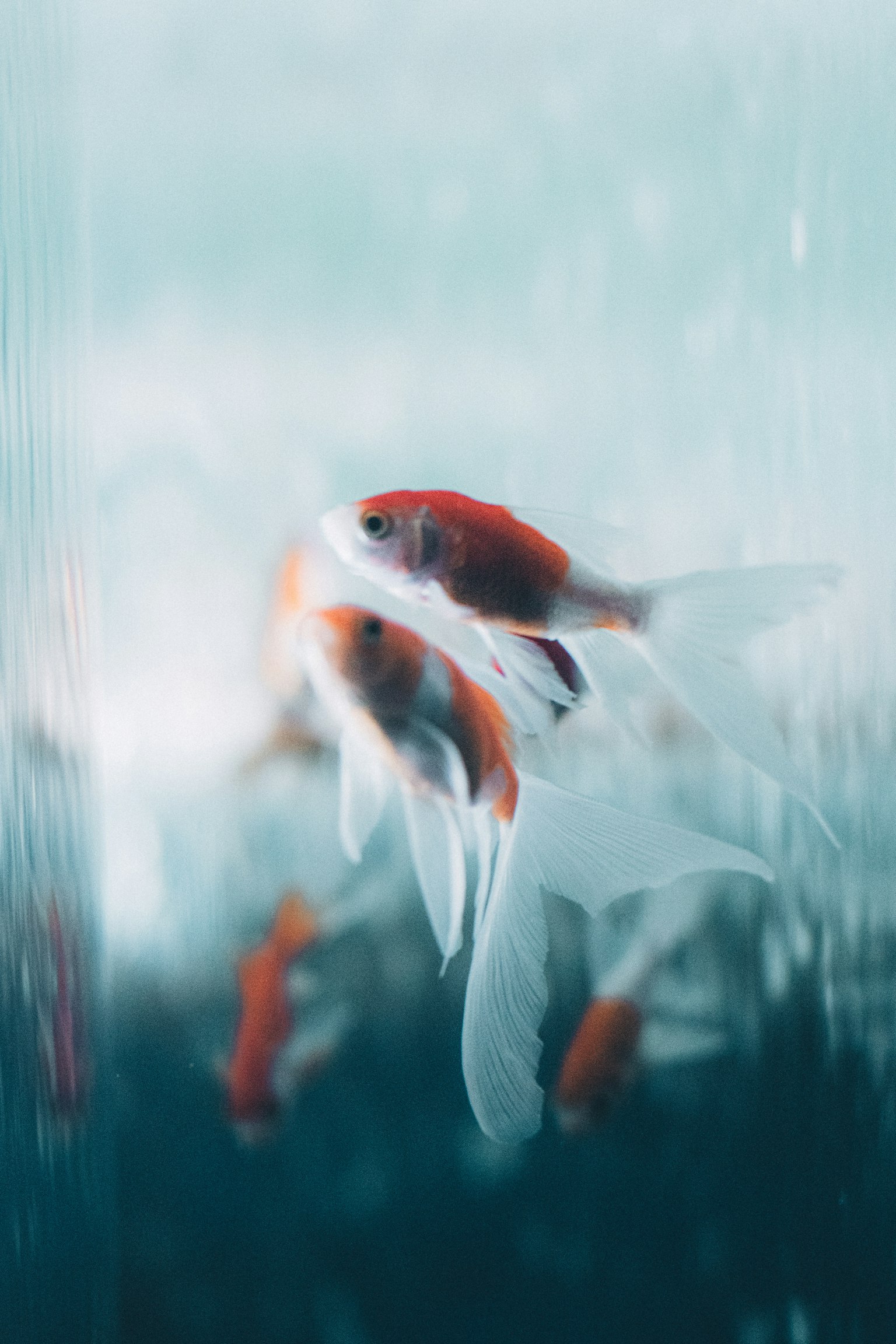 Imagen borrosa de peces de colores nadando en el agua