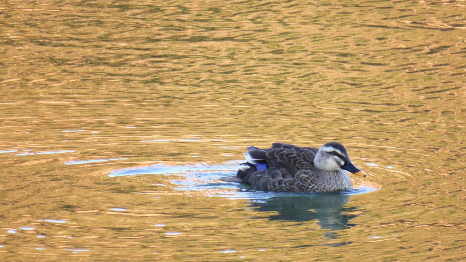 Duckling swimming on water with golden reflections