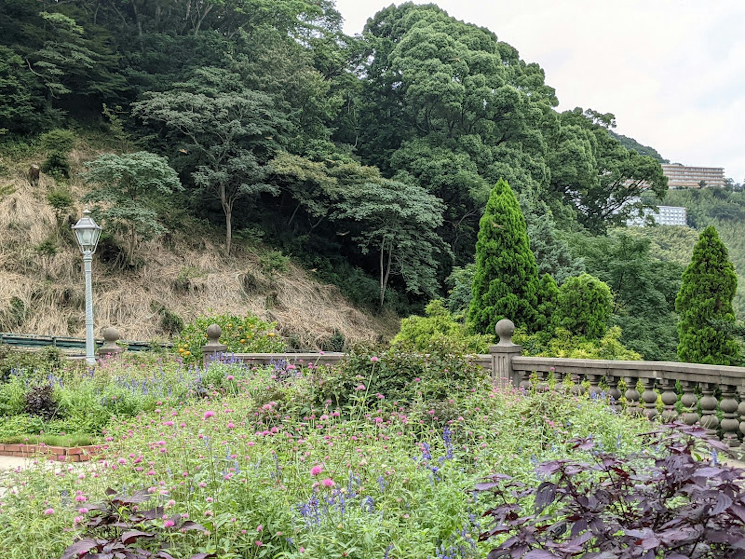 郁郁葱葱的公园景色，特色多样的植物和树木