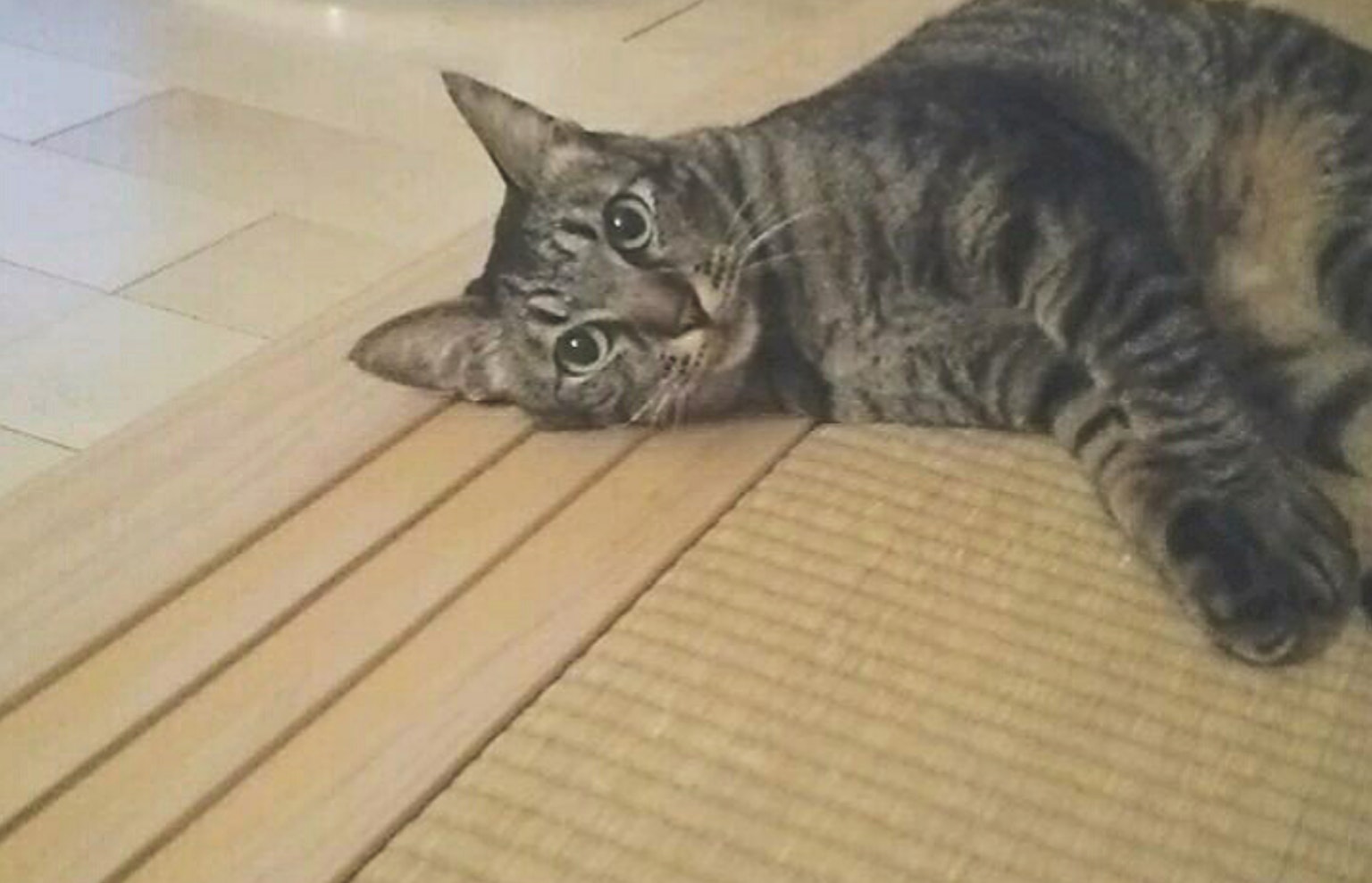 Kucing tabby terbaring di lantai kayu