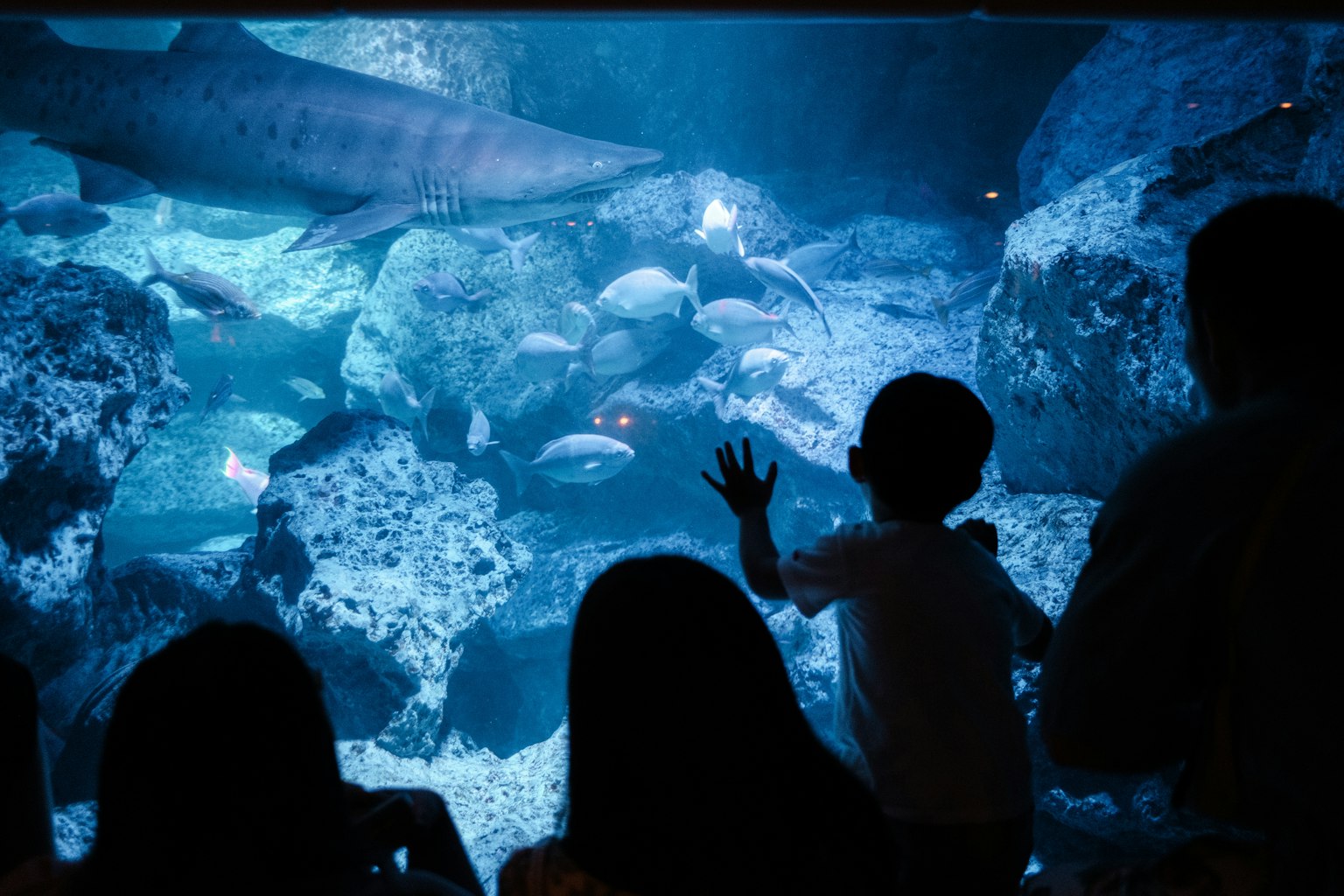 水族馆中孩子和成人观察鱼的轮廓蓝色水中游动的鱼