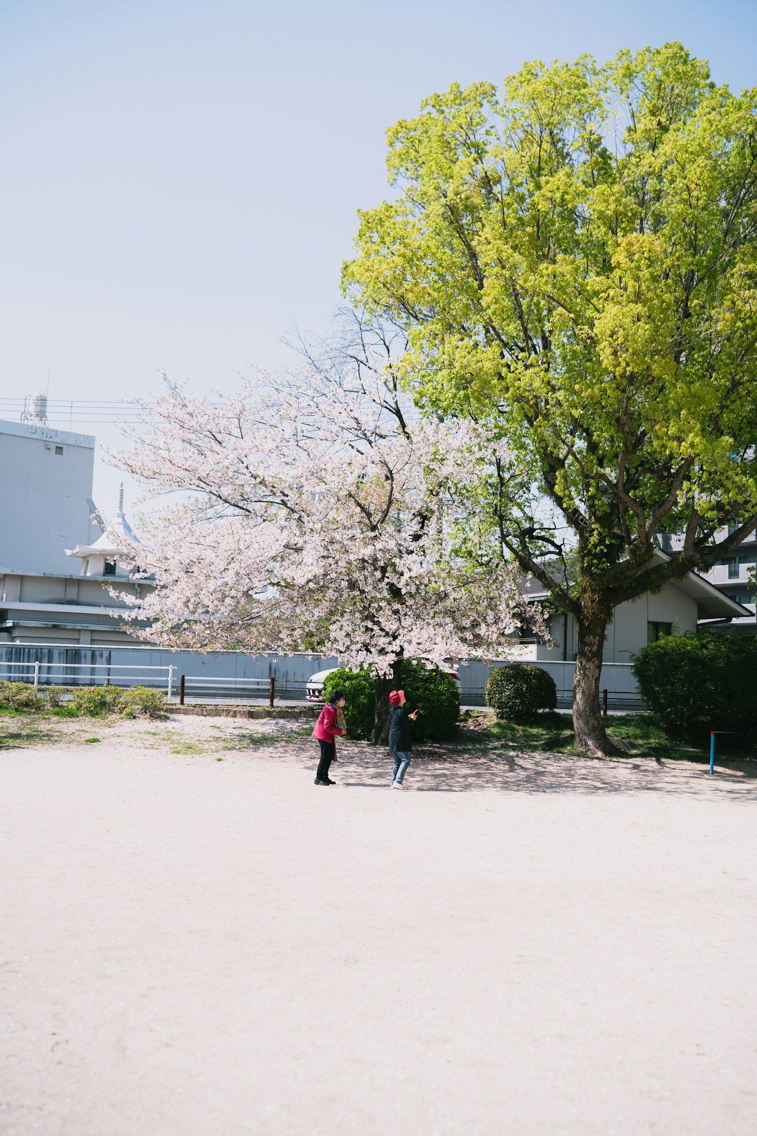 孩子們在有櫻花和綠樹的公園裡玩耍