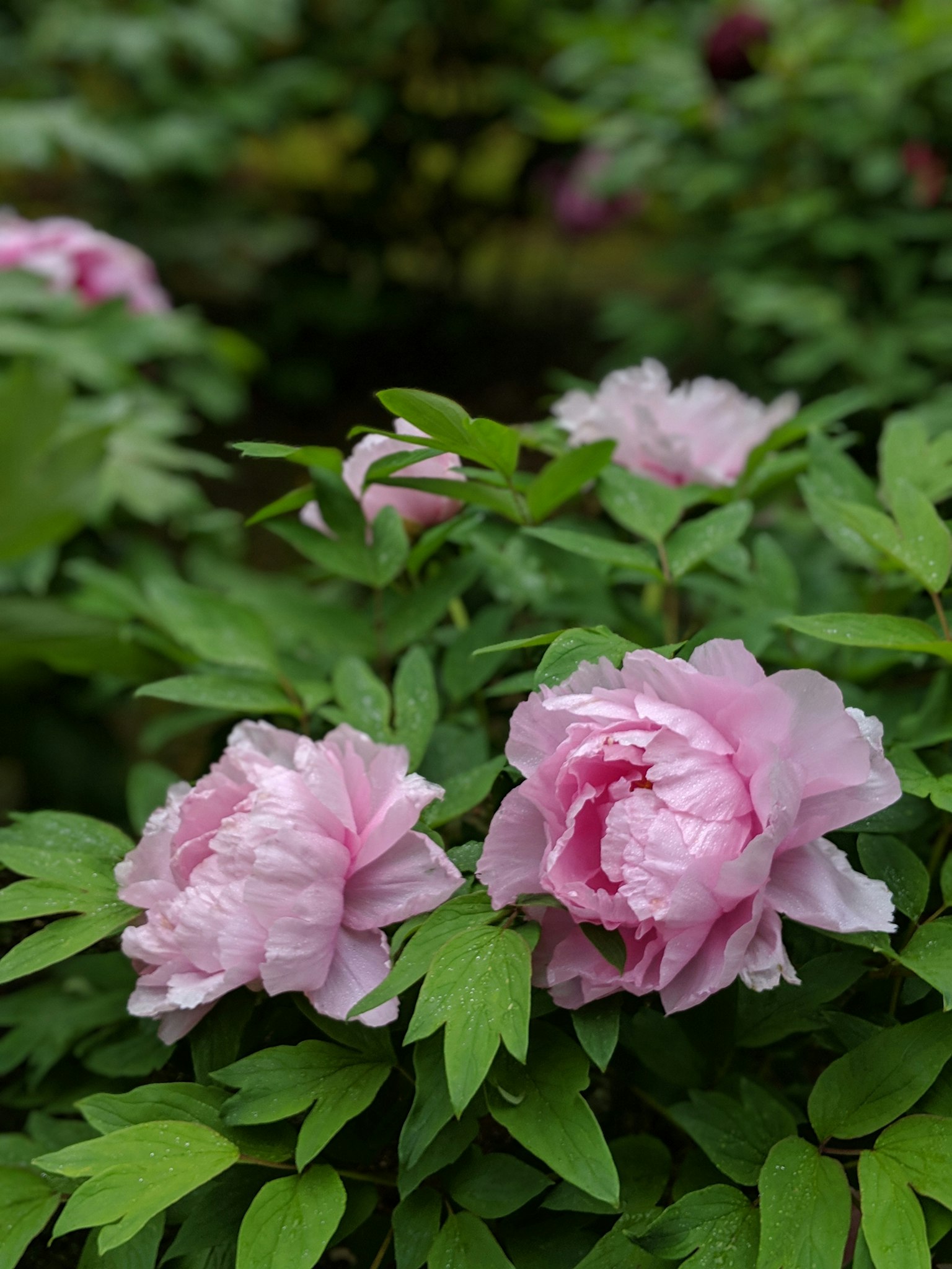 Bunga peony pink lembut dikelilingi daun hijau