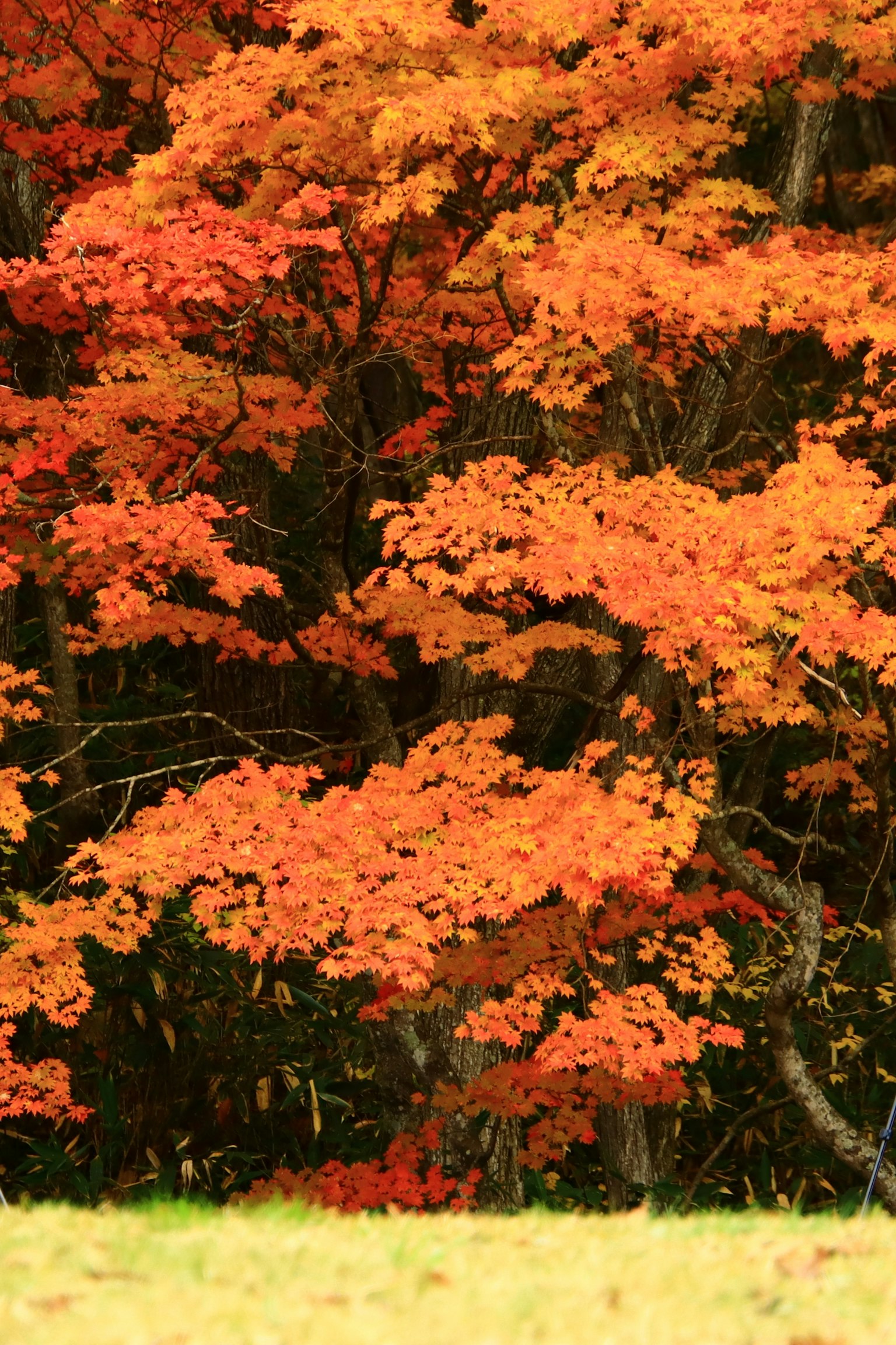 Foglie arancioni vivaci degli alberi in autunno