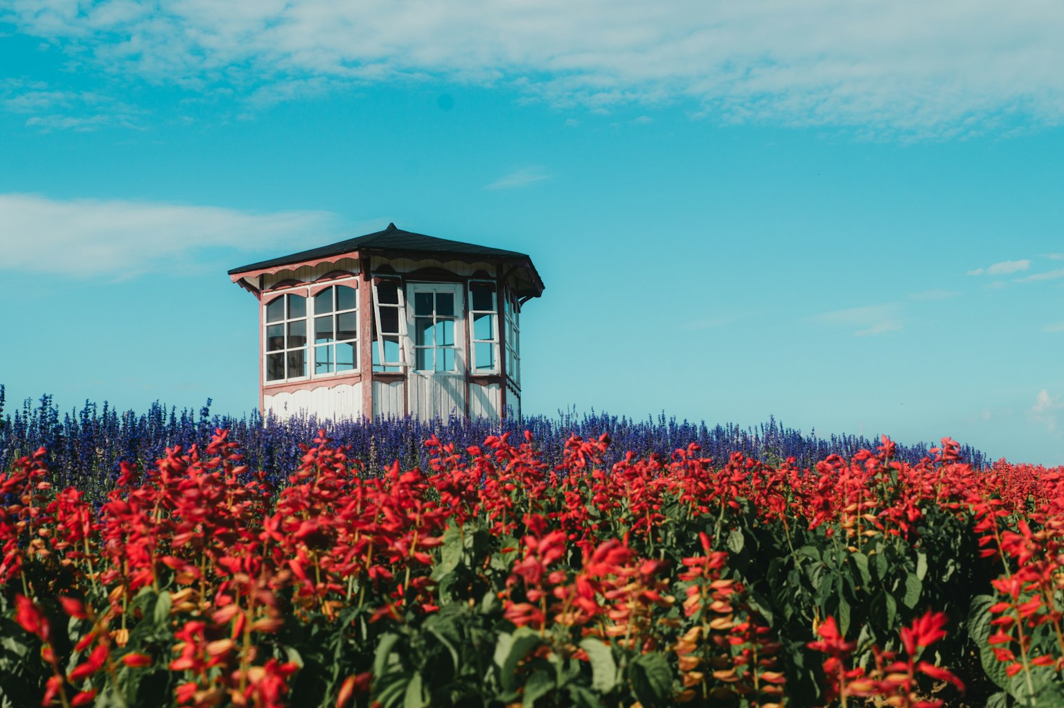 Une petite maison entourée de fleurs rouges vives sous un ciel bleu