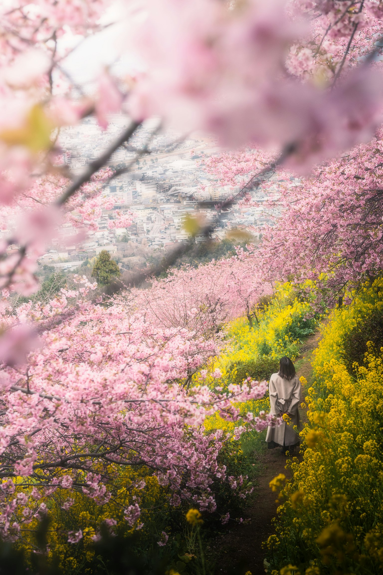 Una donna che cammina tra i ciliegi in fiore e fiori gialli