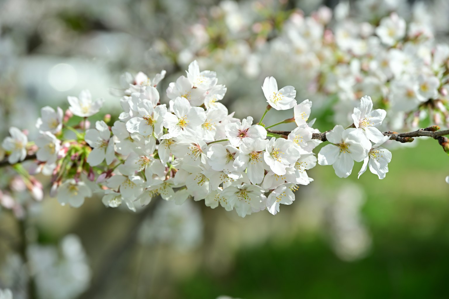 Close-up of cherry blossom flowers on a branch