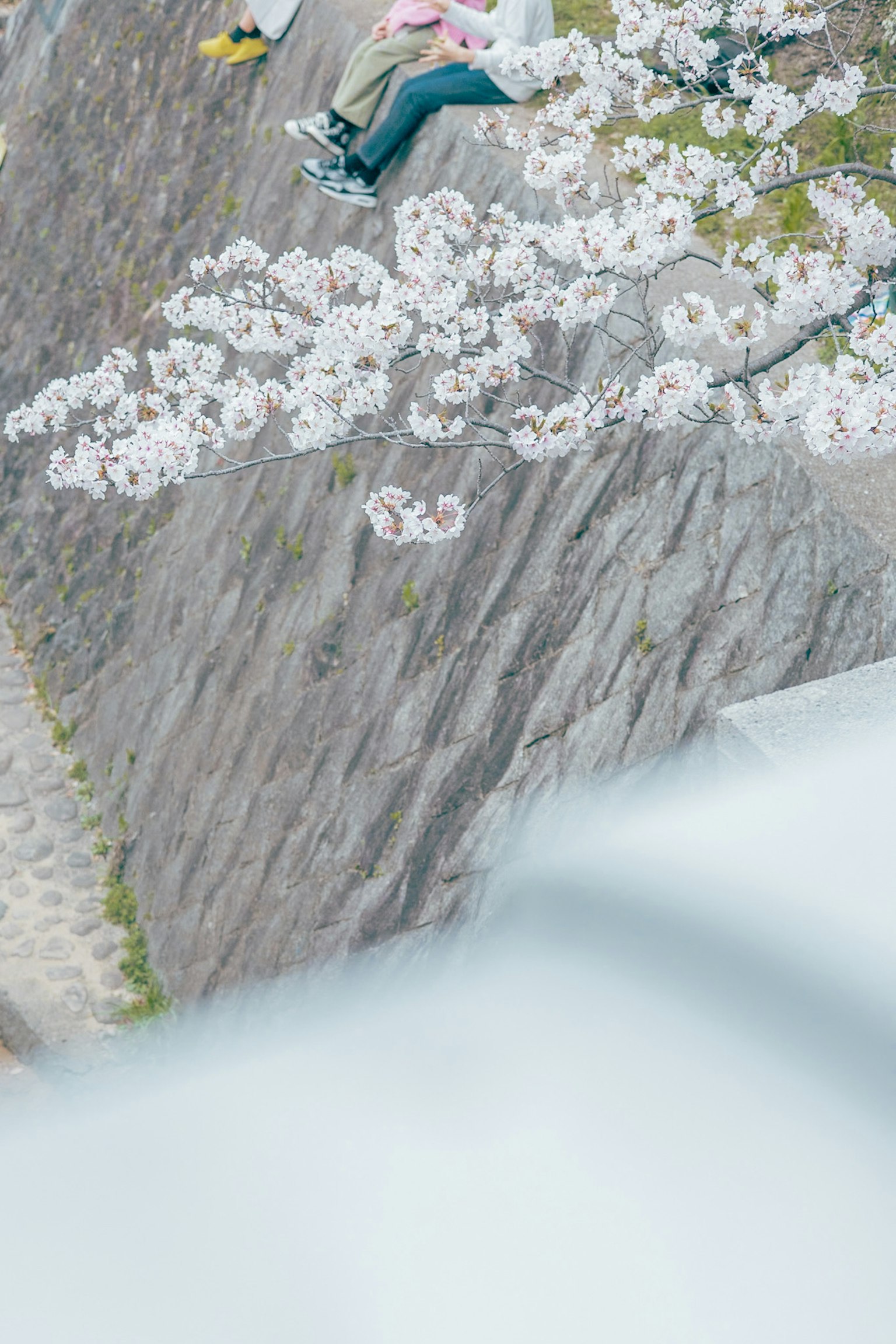 Draufsicht auf Menschen, die auf einer felsigen Oberfläche mit Kirschblüten sitzen