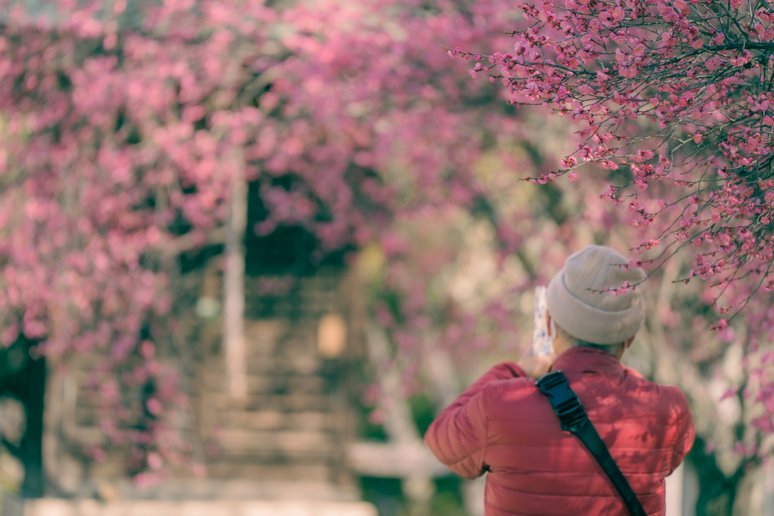 Person, die ein Foto zwischen blühenden rosa Bäumen macht