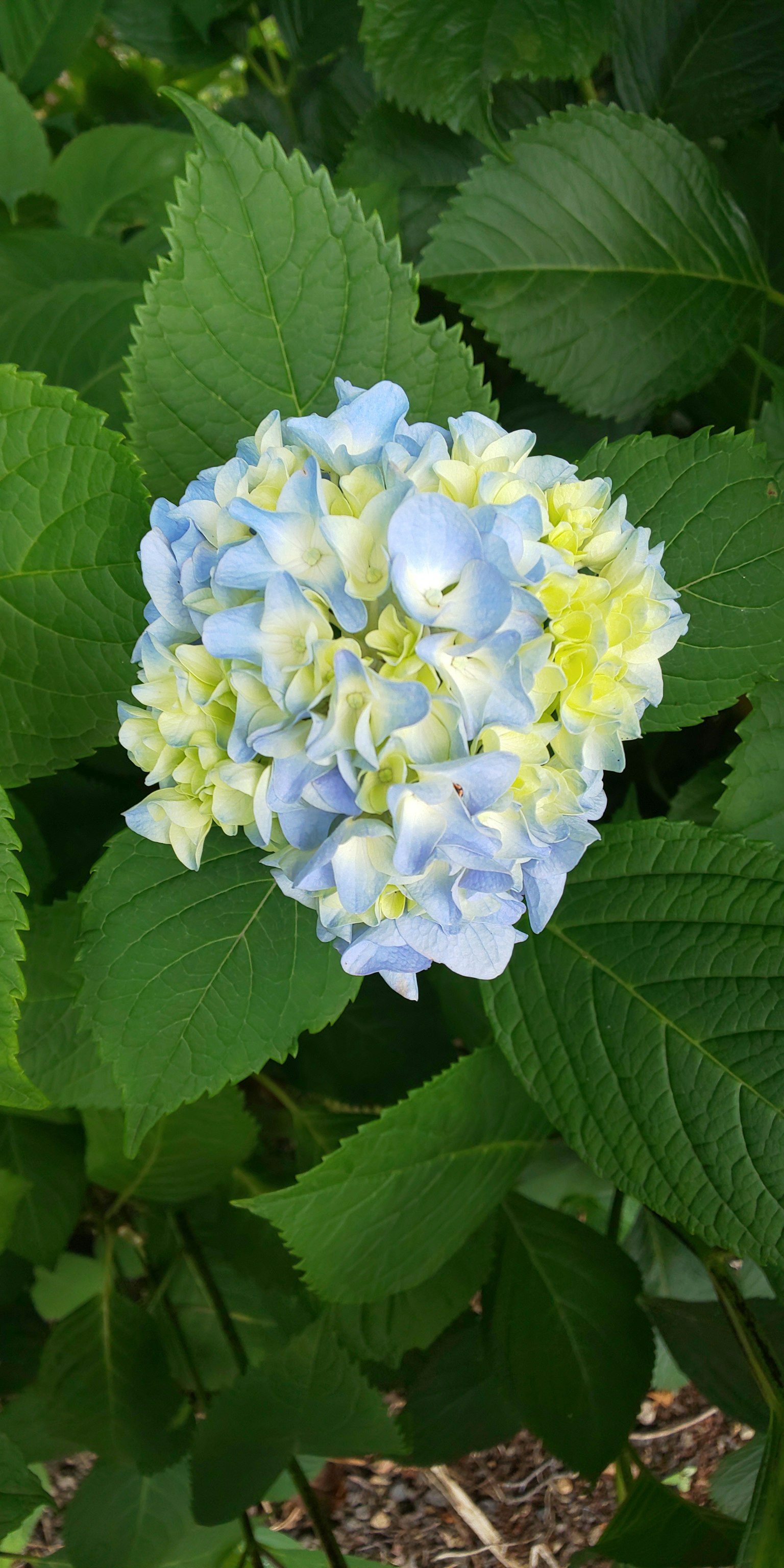 Primo piano di un fiore di ortensia blu con foglie verdi