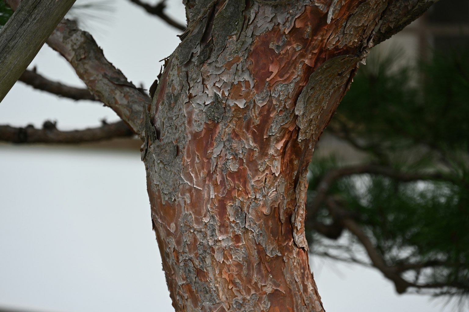 Tekstur dan warna detail batang pohon pinus