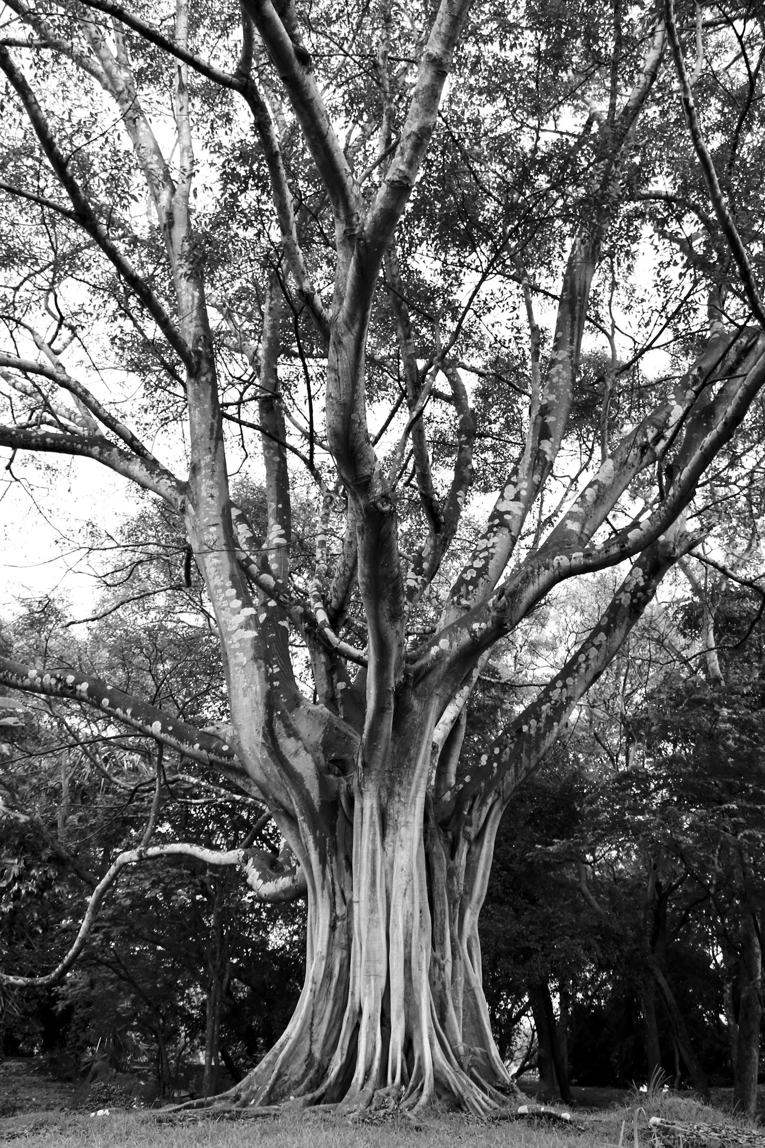 Un grand arbre avec un tronc et des branches épanouis
