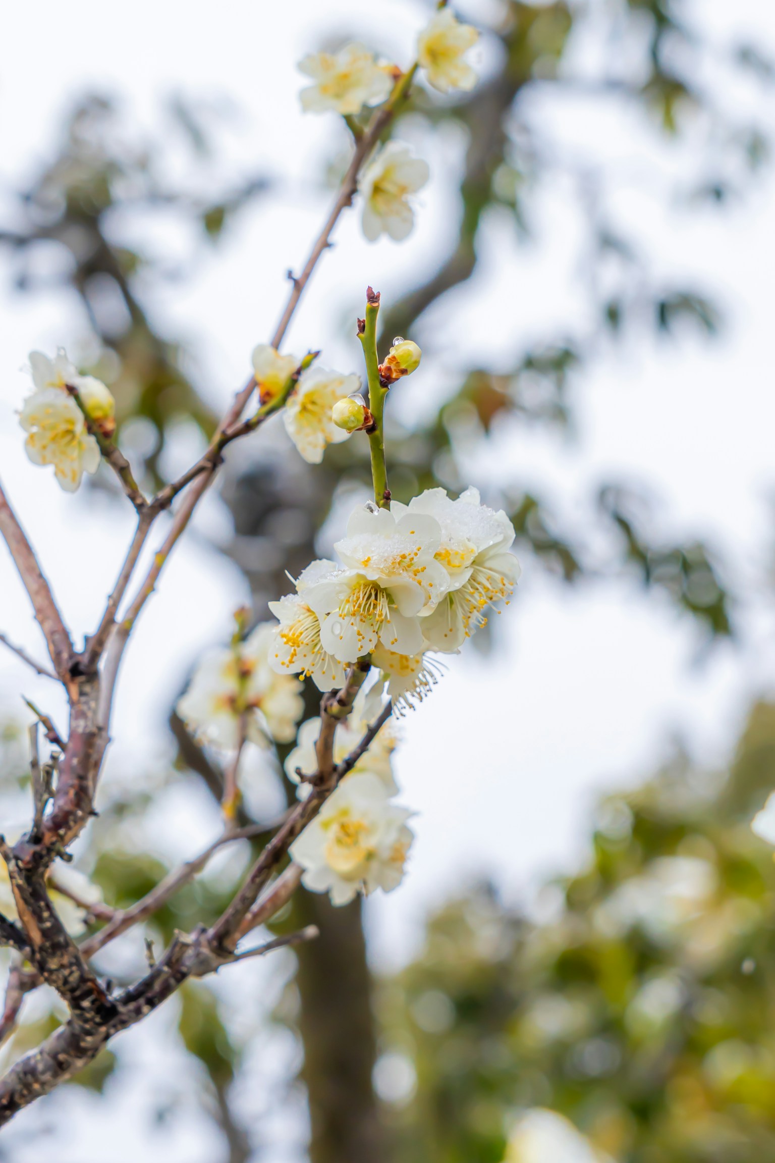 Gros plan d'une branche d'arbre avec des fleurs blanches en fleurs