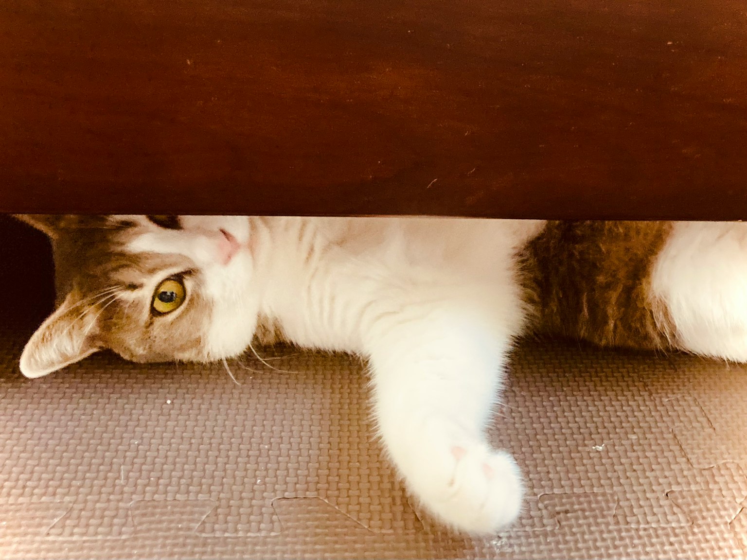 Kucing yang bersantai di bawah meja dengan satu kaki terlihat