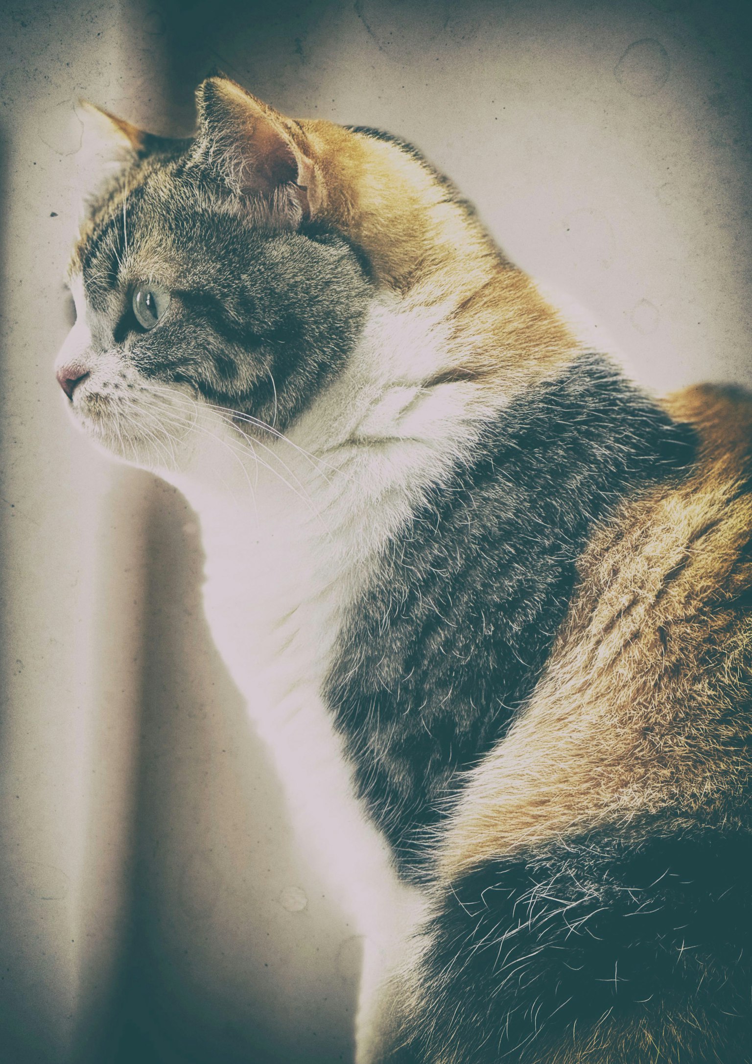 Perfil de un gato calico mirando por la ventana