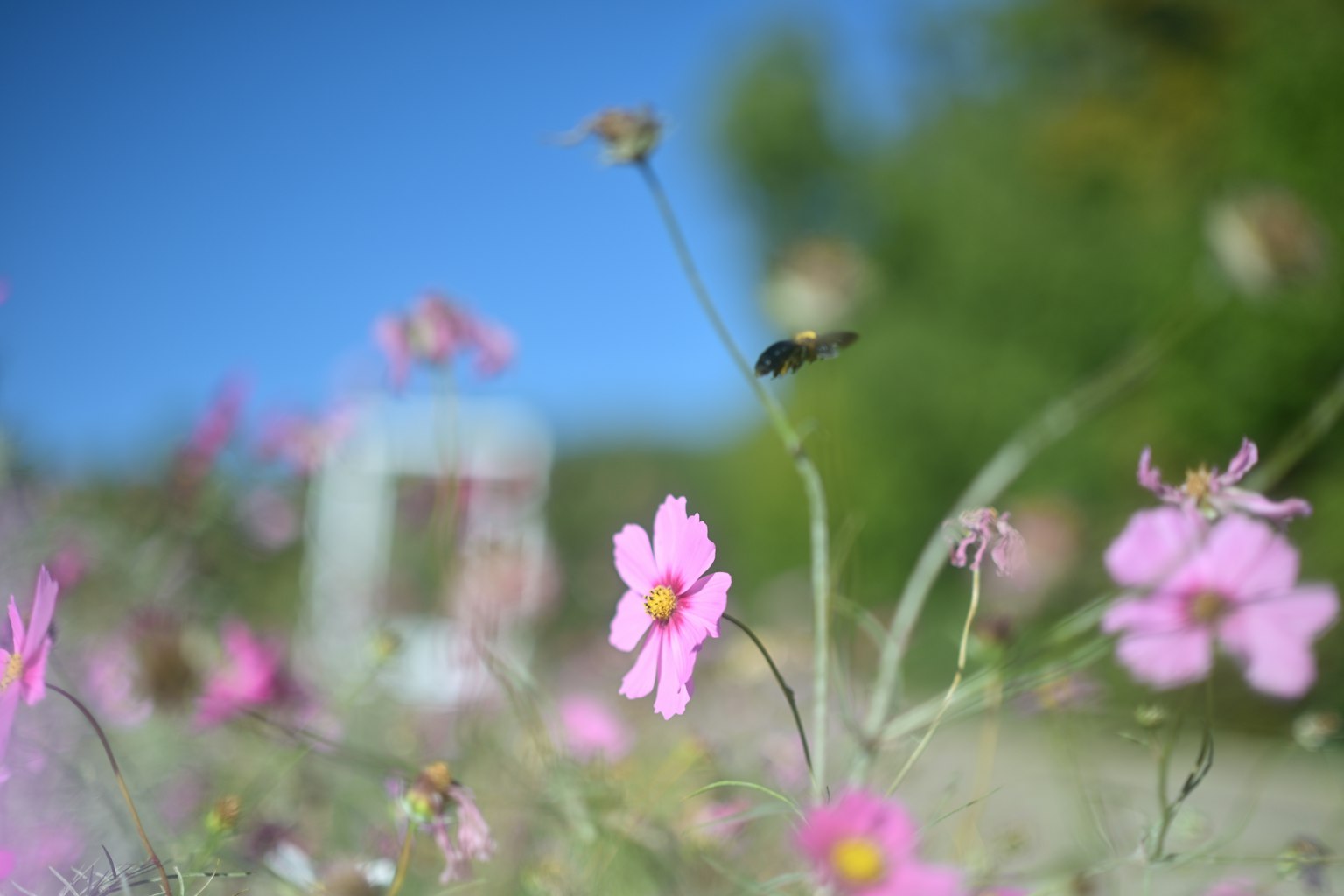 Rosa Blumen blühen unter einem blauen Himmel mit verschwommenem Hintergrund