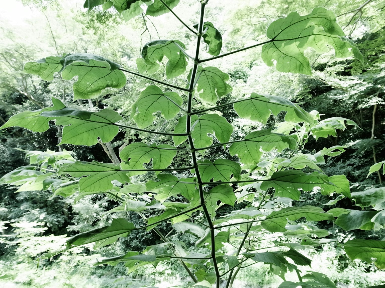 Photo en gros plan d'une plante avec des feuilles vertes luxuriantes