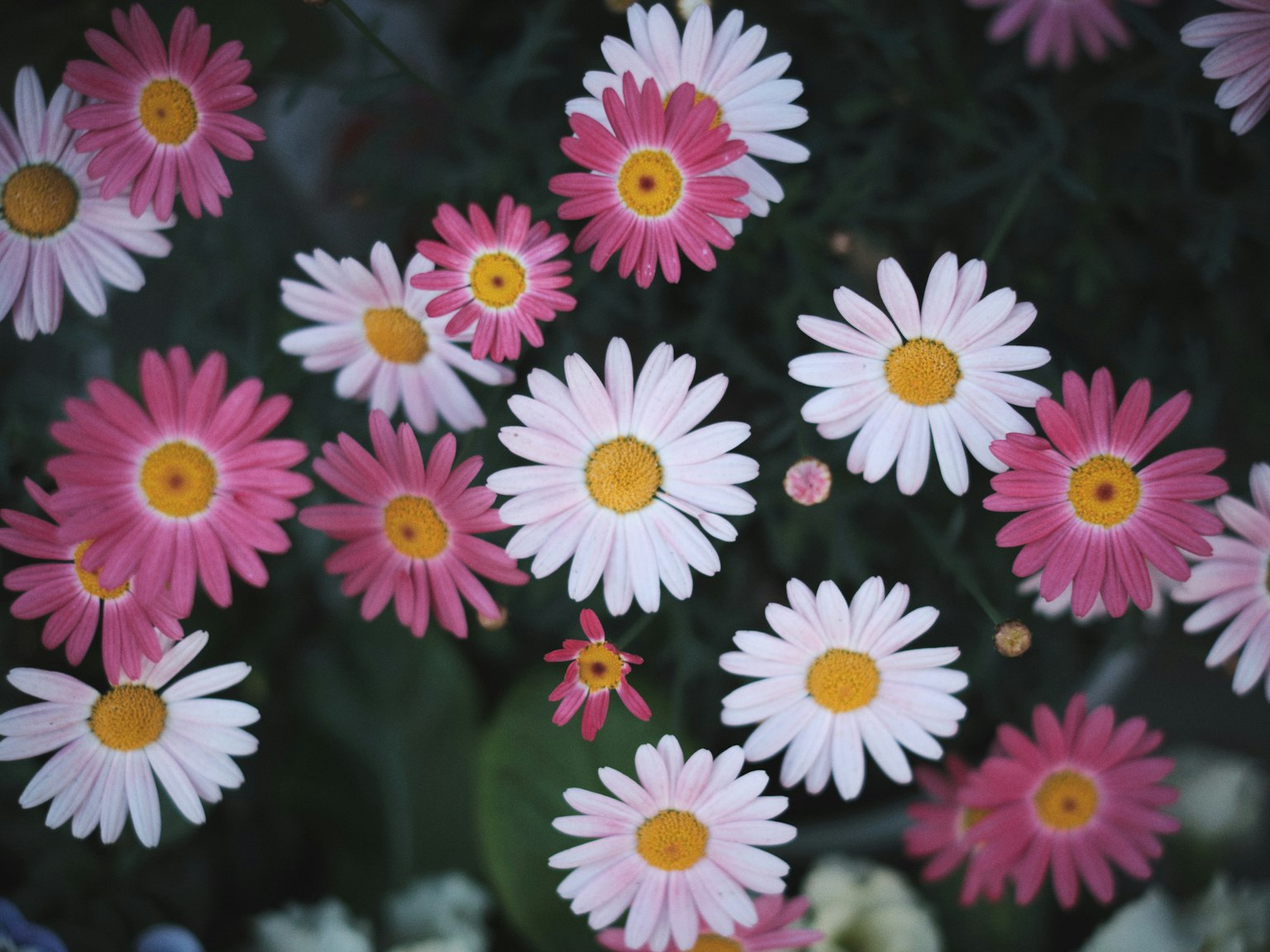 Close-up taman bunga cerah dengan bunga daisy merah muda dan putih