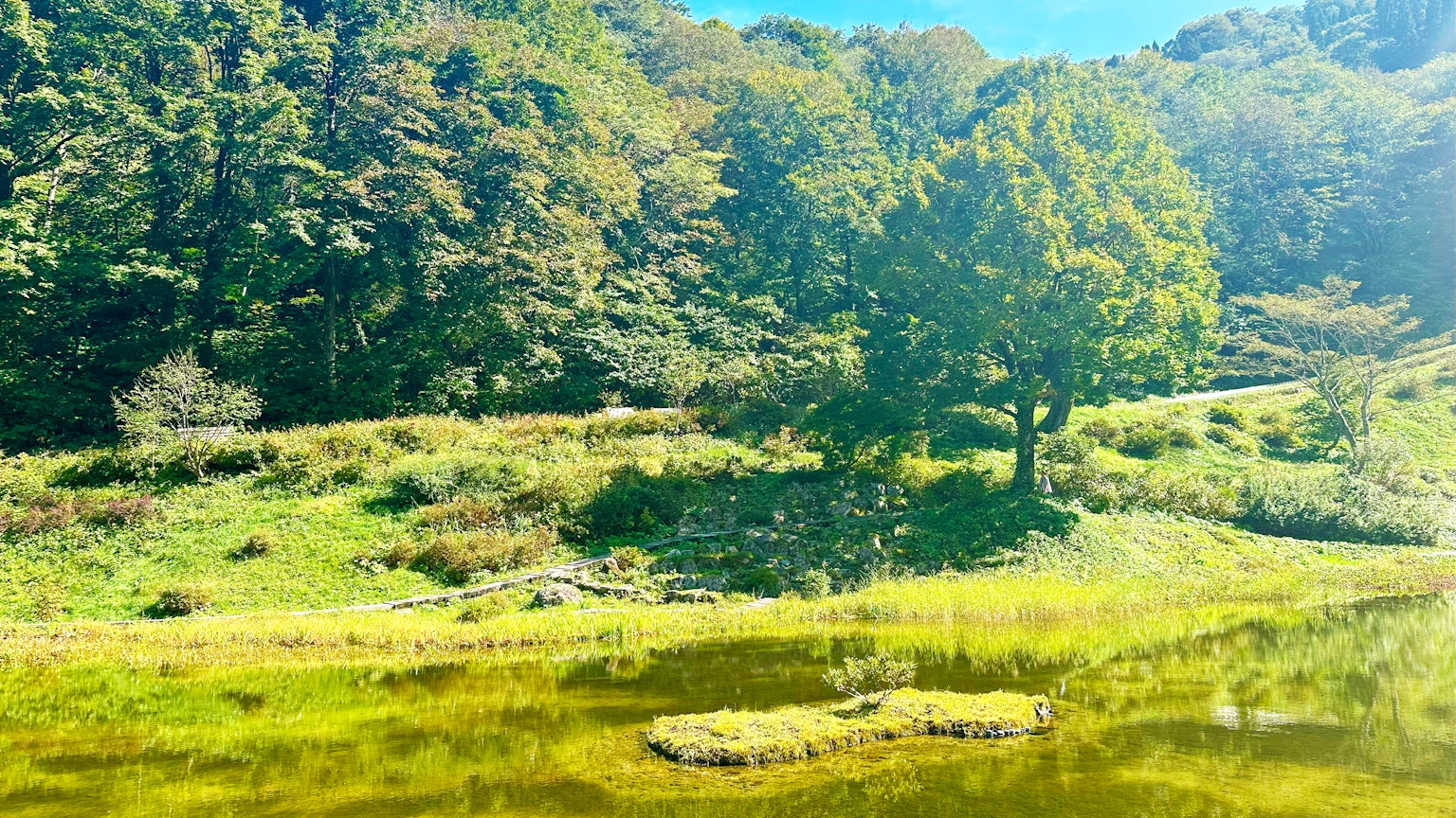 Paesaggio lussureggiante con un lago e alberi in un ambiente naturale