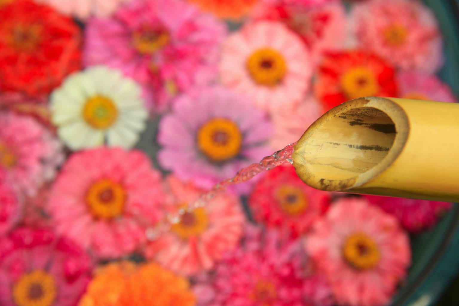 Acqua che scorre da un becco di bambù in una ciotola di fiori colorati