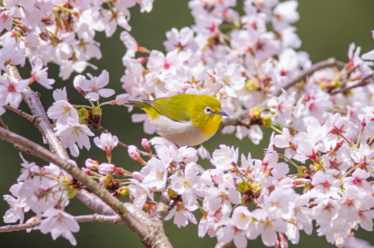 Un piccolo uccello giallo tra i fiori di ciliegio