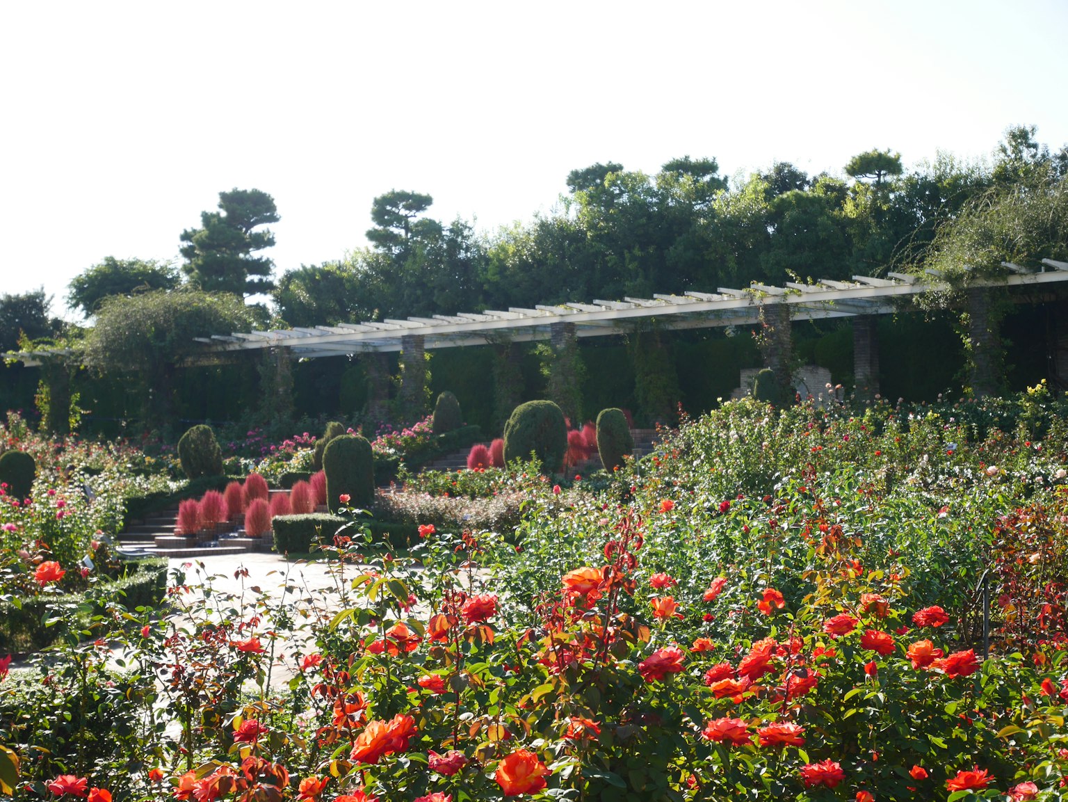 A beautiful garden landscape with colorful blooming flowers