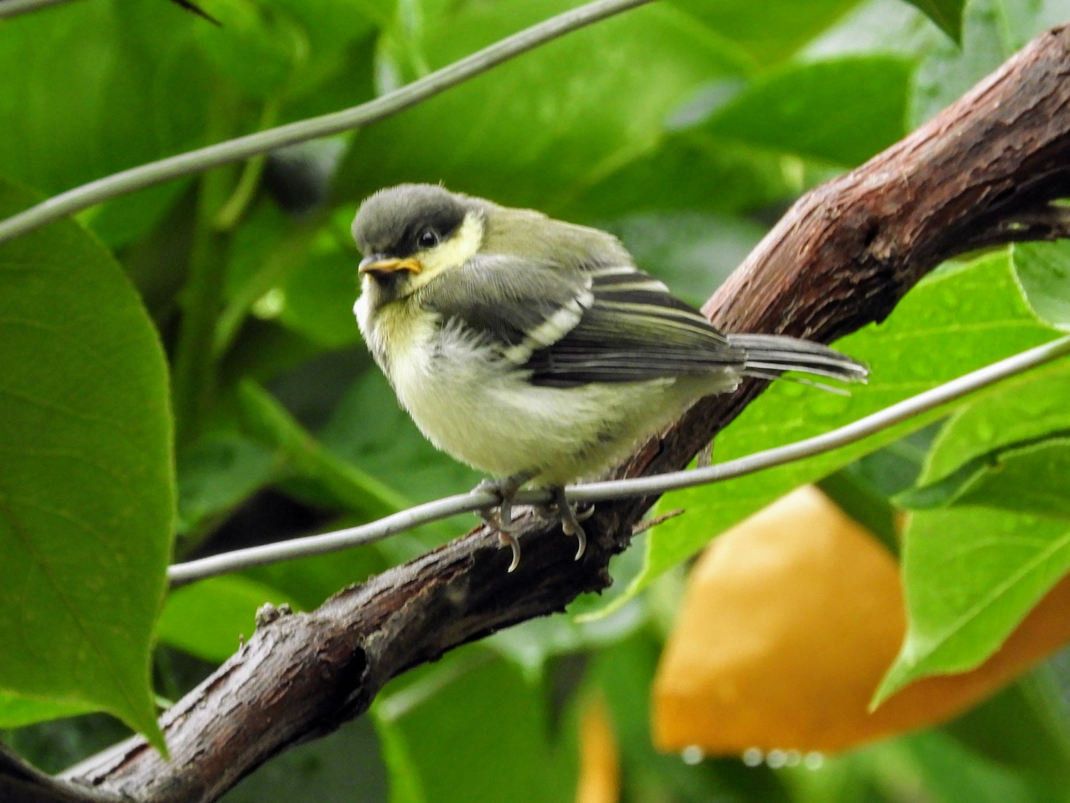 Kleiner Vogel auf grünen Blättern und einem Ast