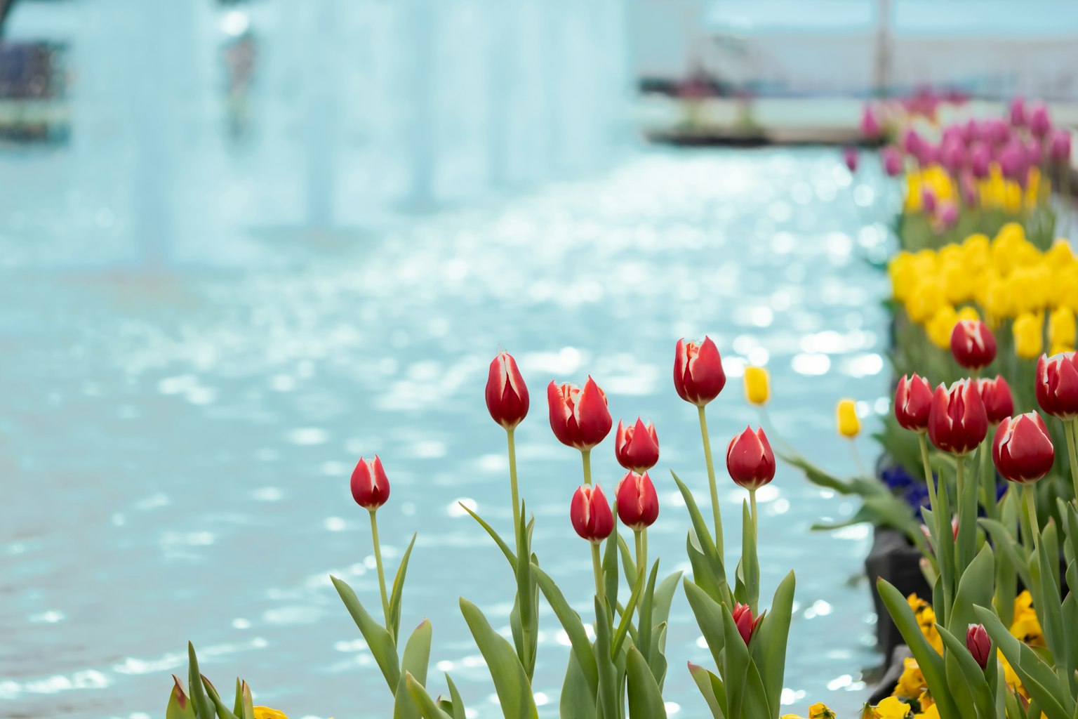 ทิวทัศน์ที่สวยงามของทิวลิปสีแดงและดอกไม้สีเหลืองริมฝั่งน้ำ