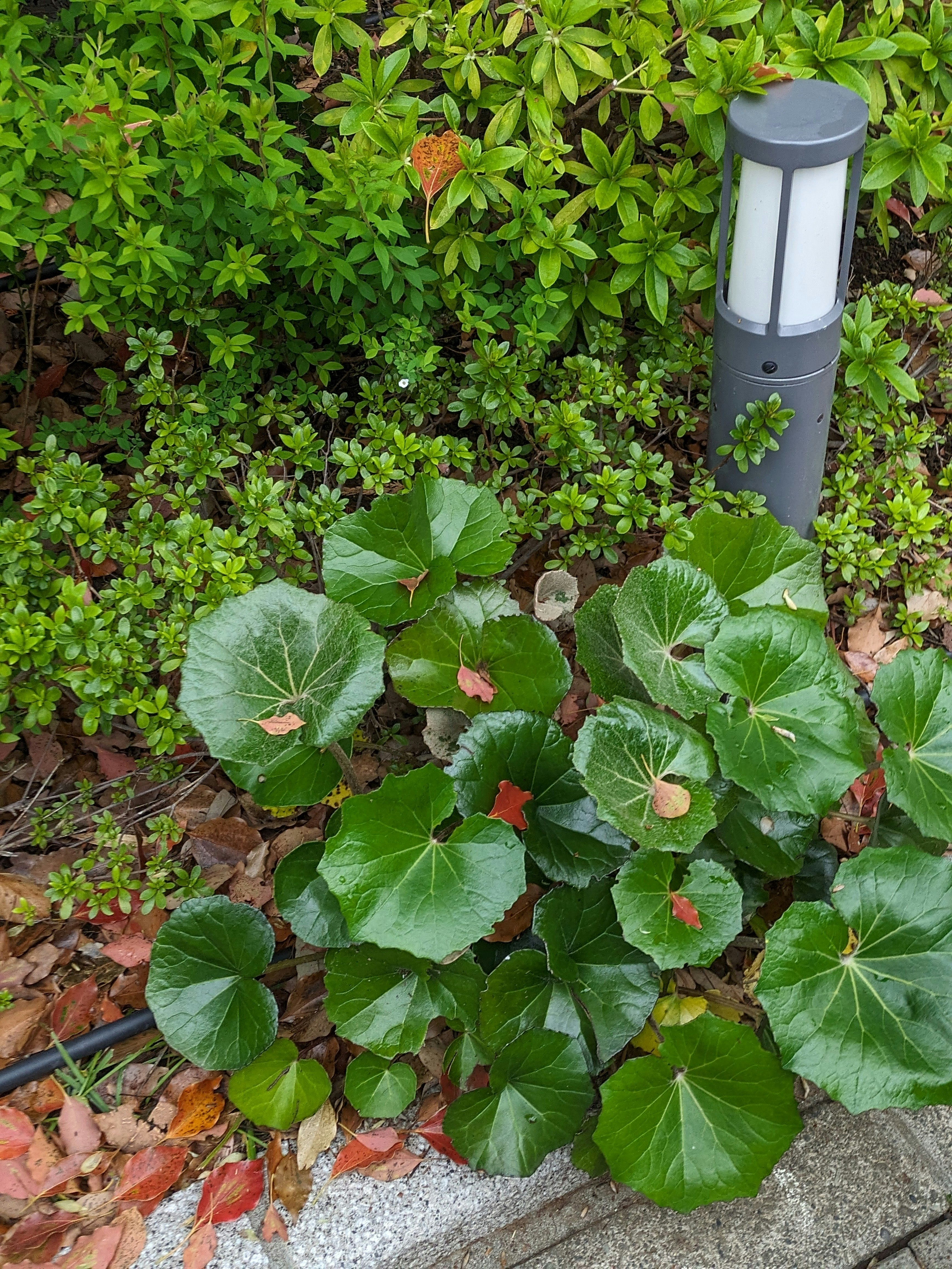 ツワブキの葉と外灯のある庭の植栽
