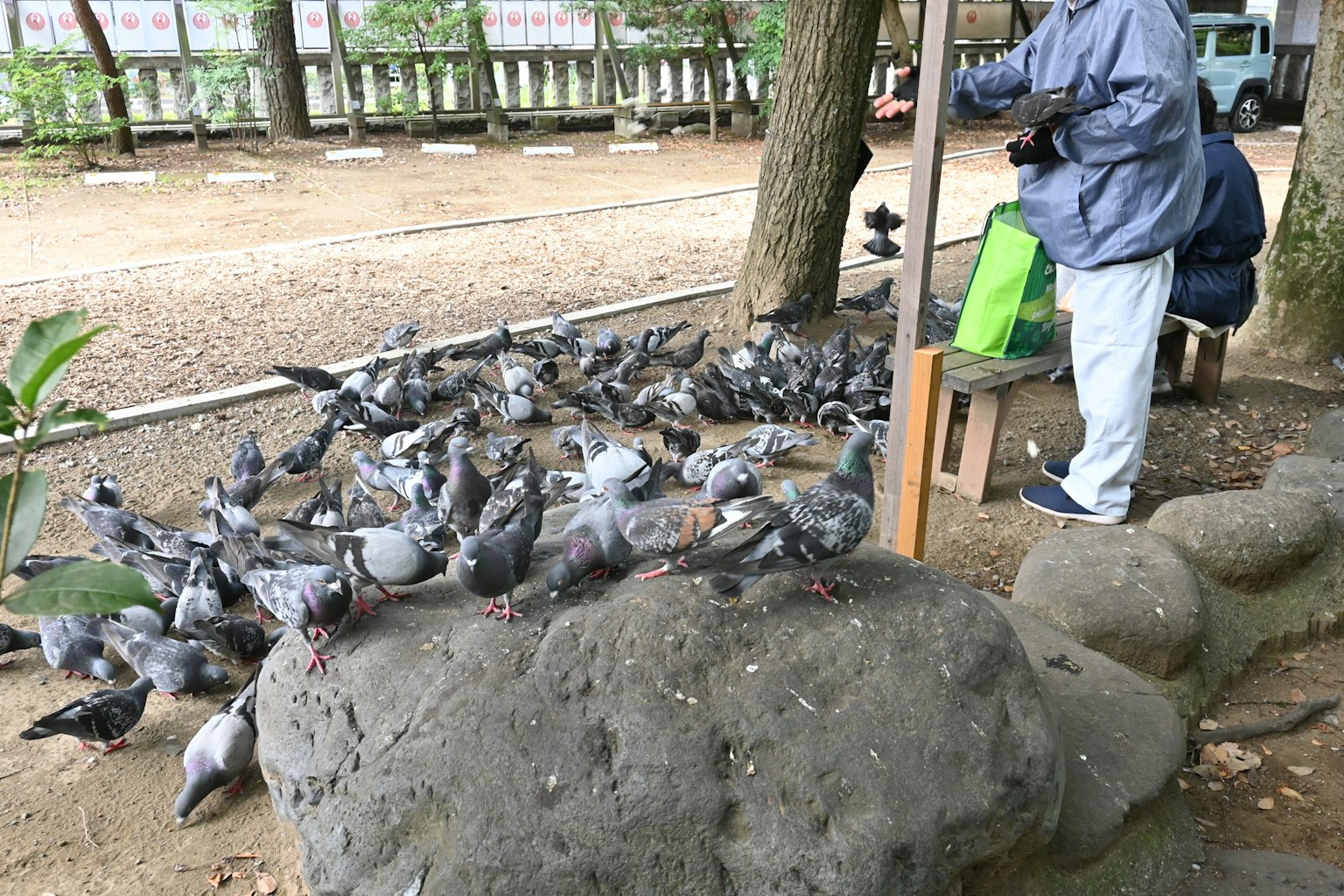 공원에서 비둘기에게 먹이를 주는 사람과 많은 비둘기
