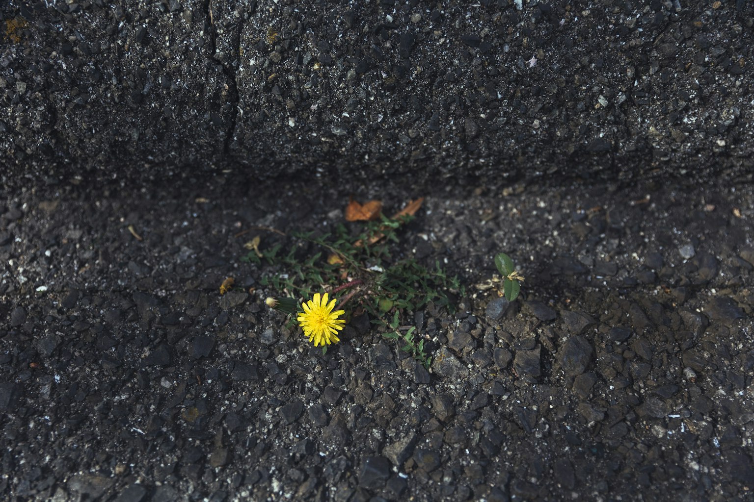 黃色花朵和綠色葉子從瀝青裂縫中生長