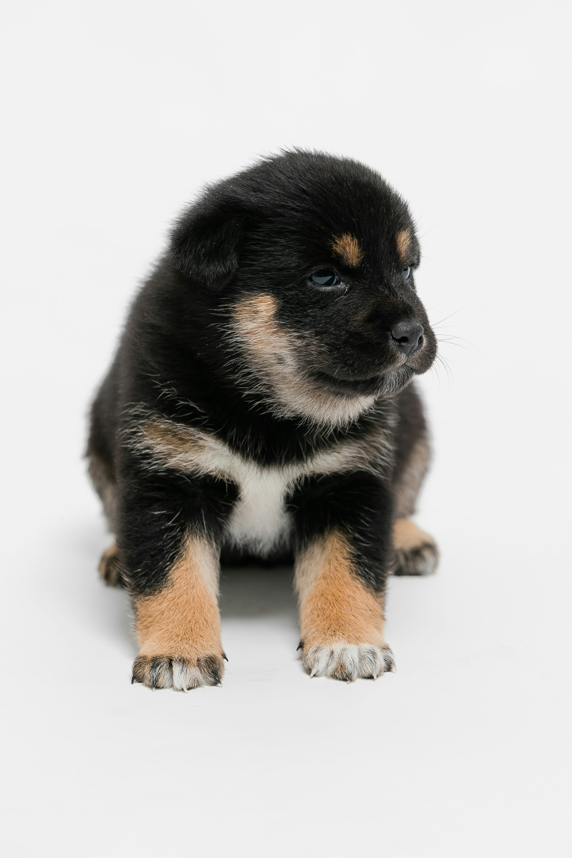 白背景の小さな黒と茶の子犬