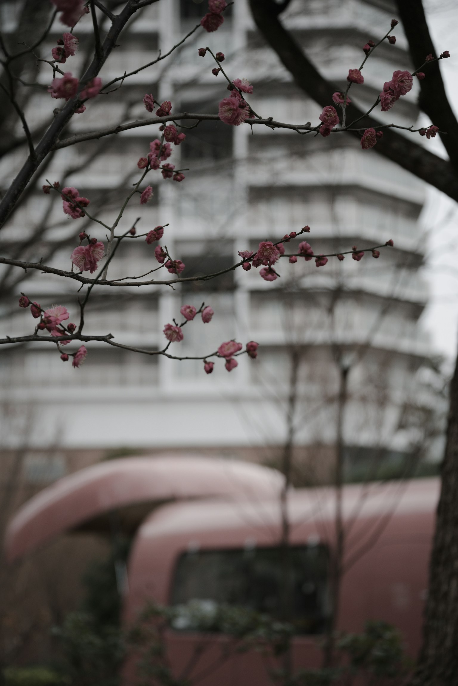 Rama con flores de cerezo en flor y un edificio moderno al fondo
