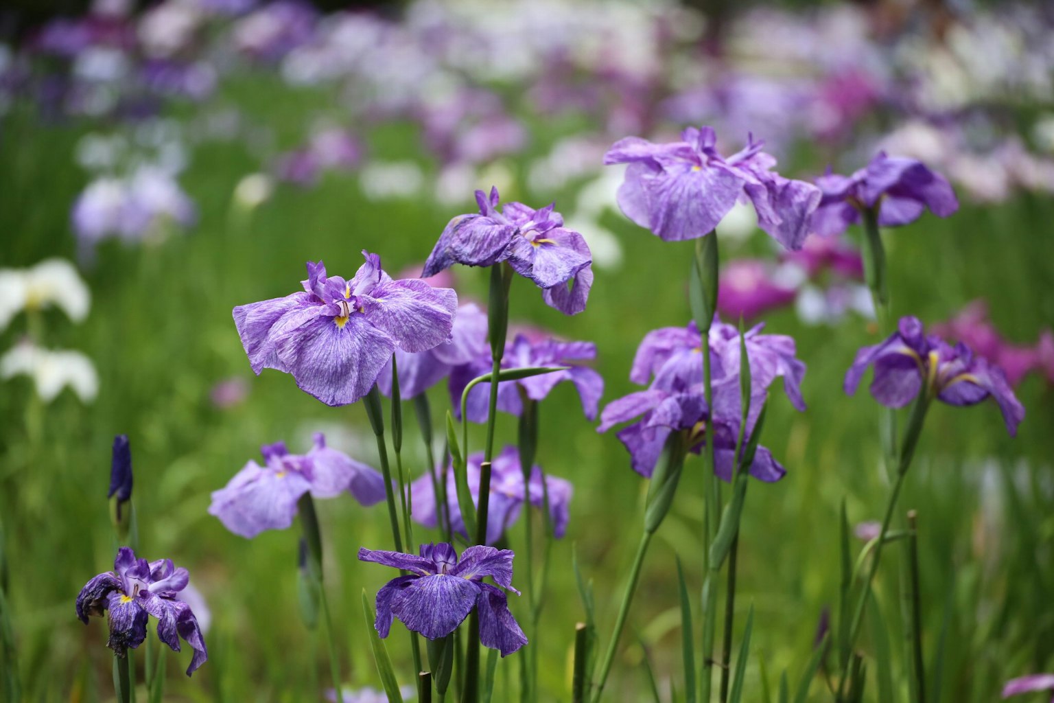 Fleurs violettes en fleur dans un champ vert