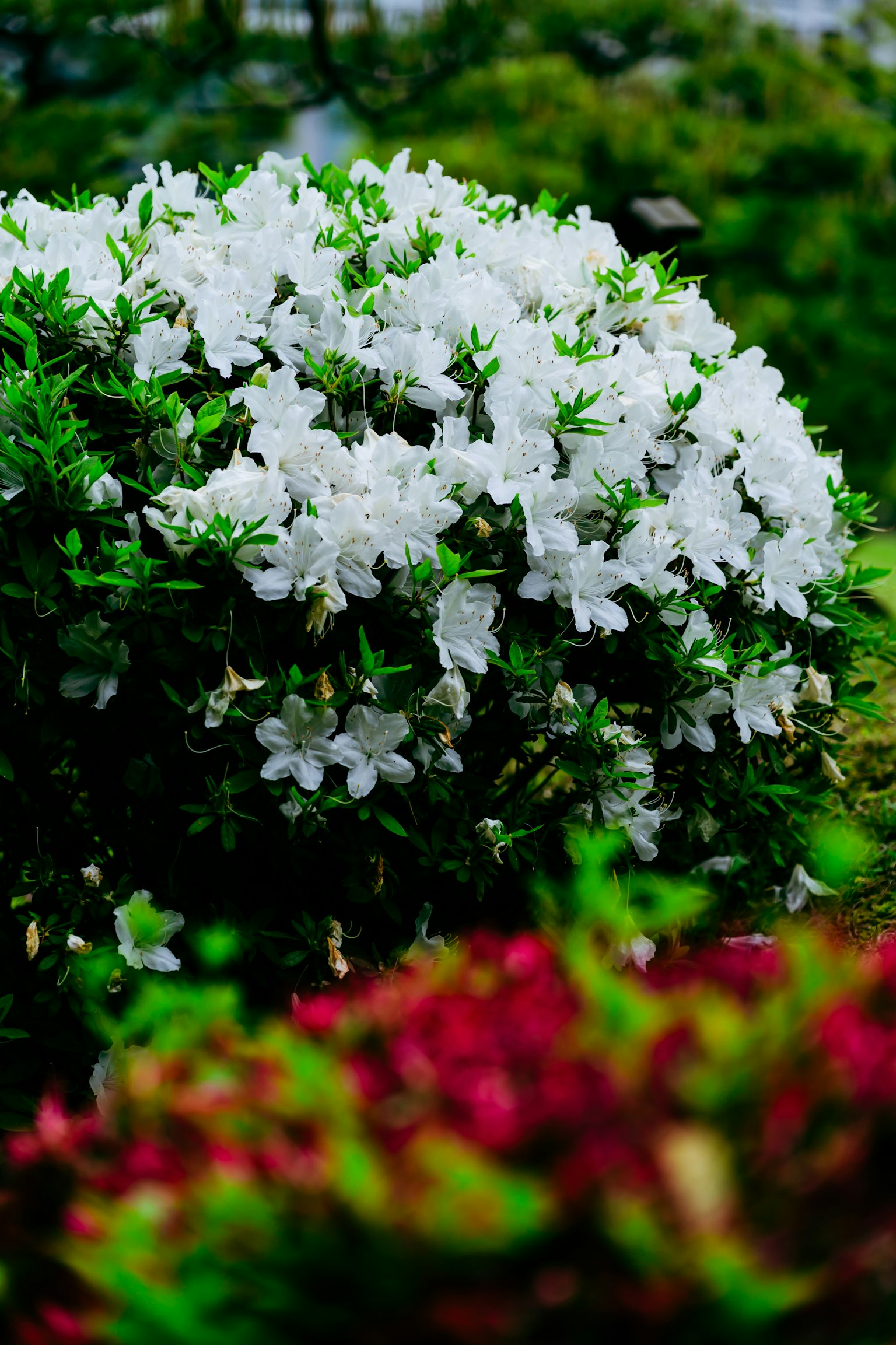 ดอกอะซาเลียสีขาวบานบนพุ่มไม้สีเขียวกับพื้นหลังของพืชสีแดง