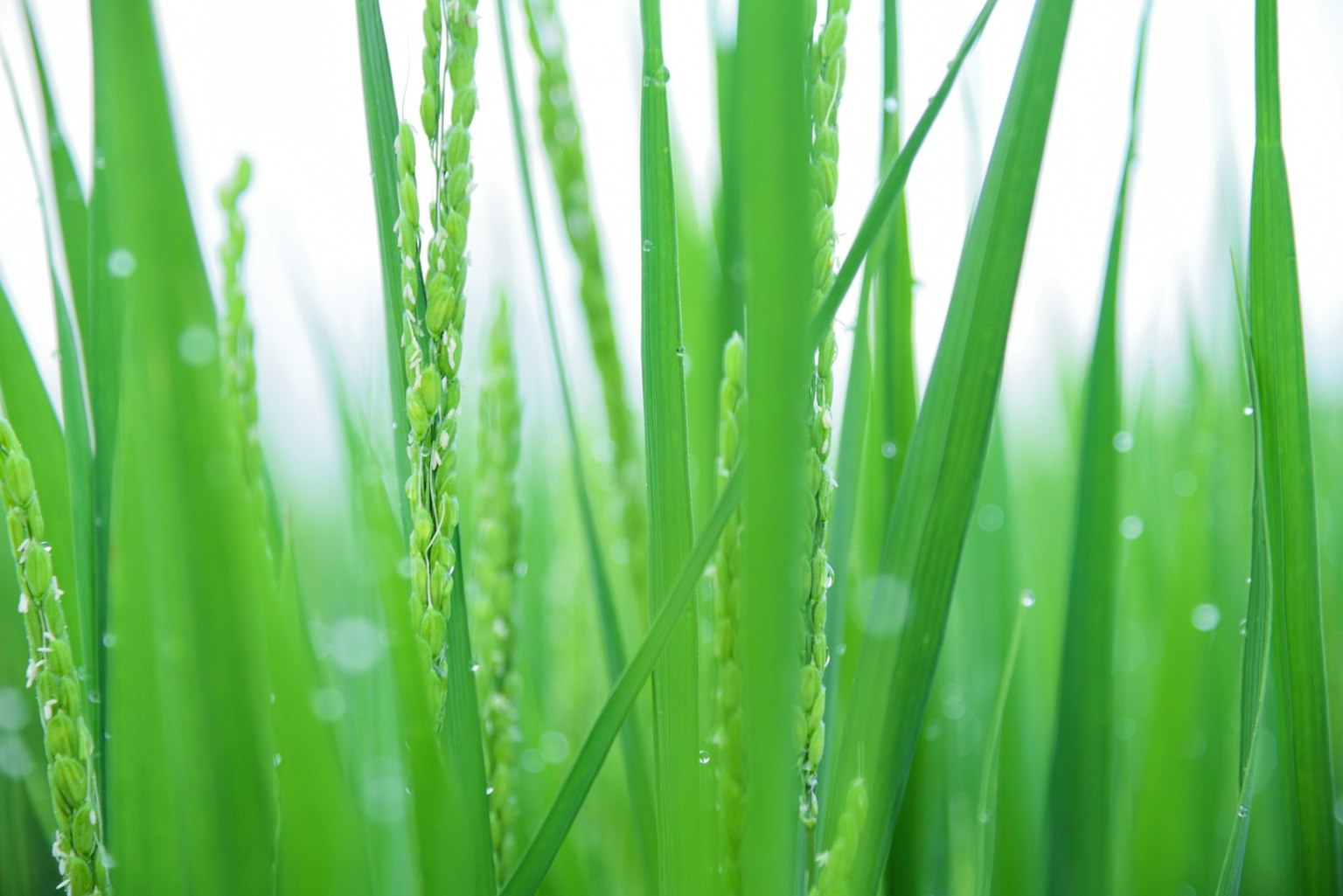 Green rice plants with water droplets glistening on the leaves and grains