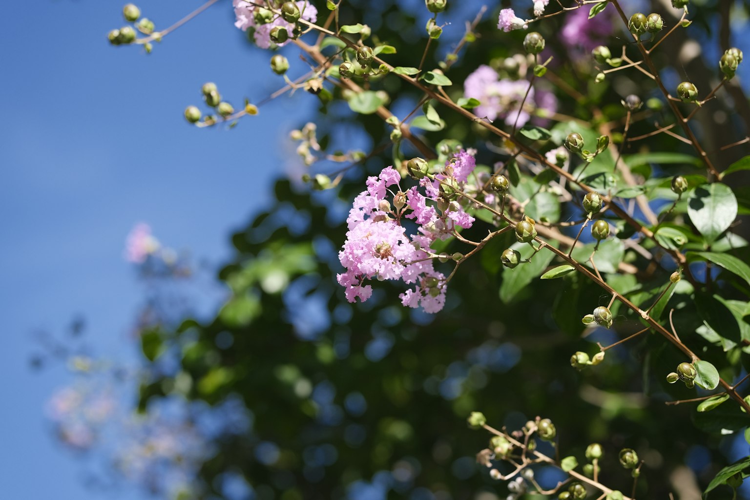 Fiori viola chiaro e foglie verdi contro un cielo blu