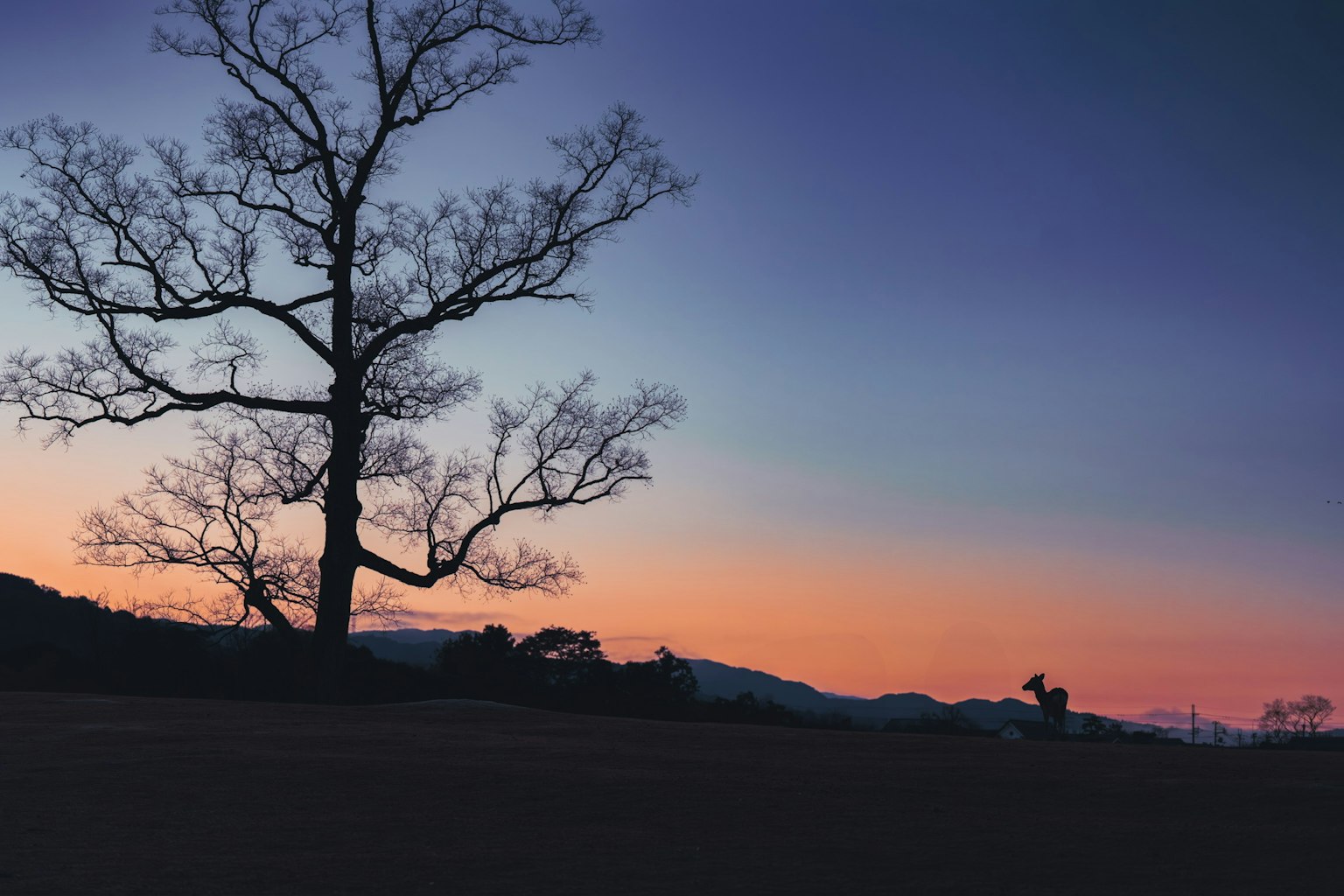 Silhouette of a tree against a colorful sunset sky