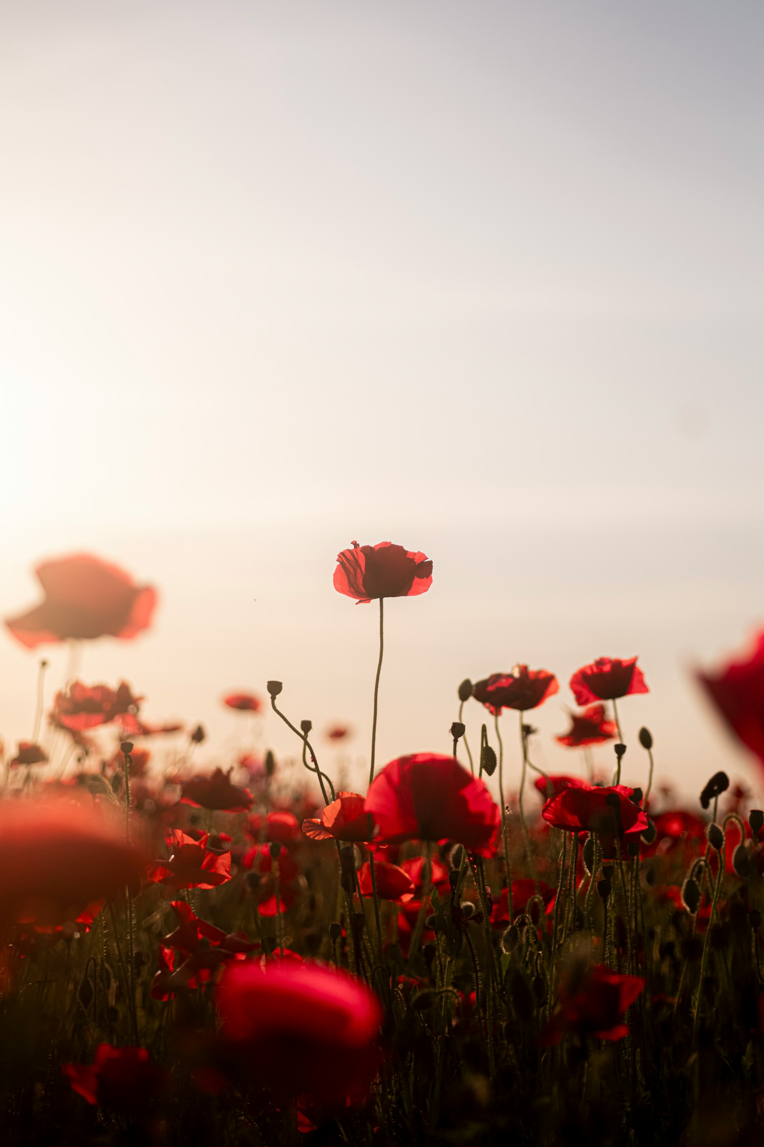 Field of red poppy flowers under soft sunlight