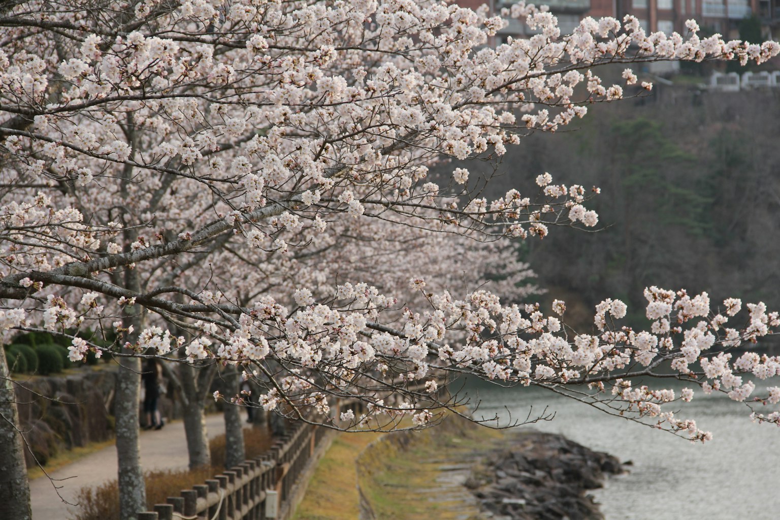 Alberi di ciliegio in fiore lungo un fiume