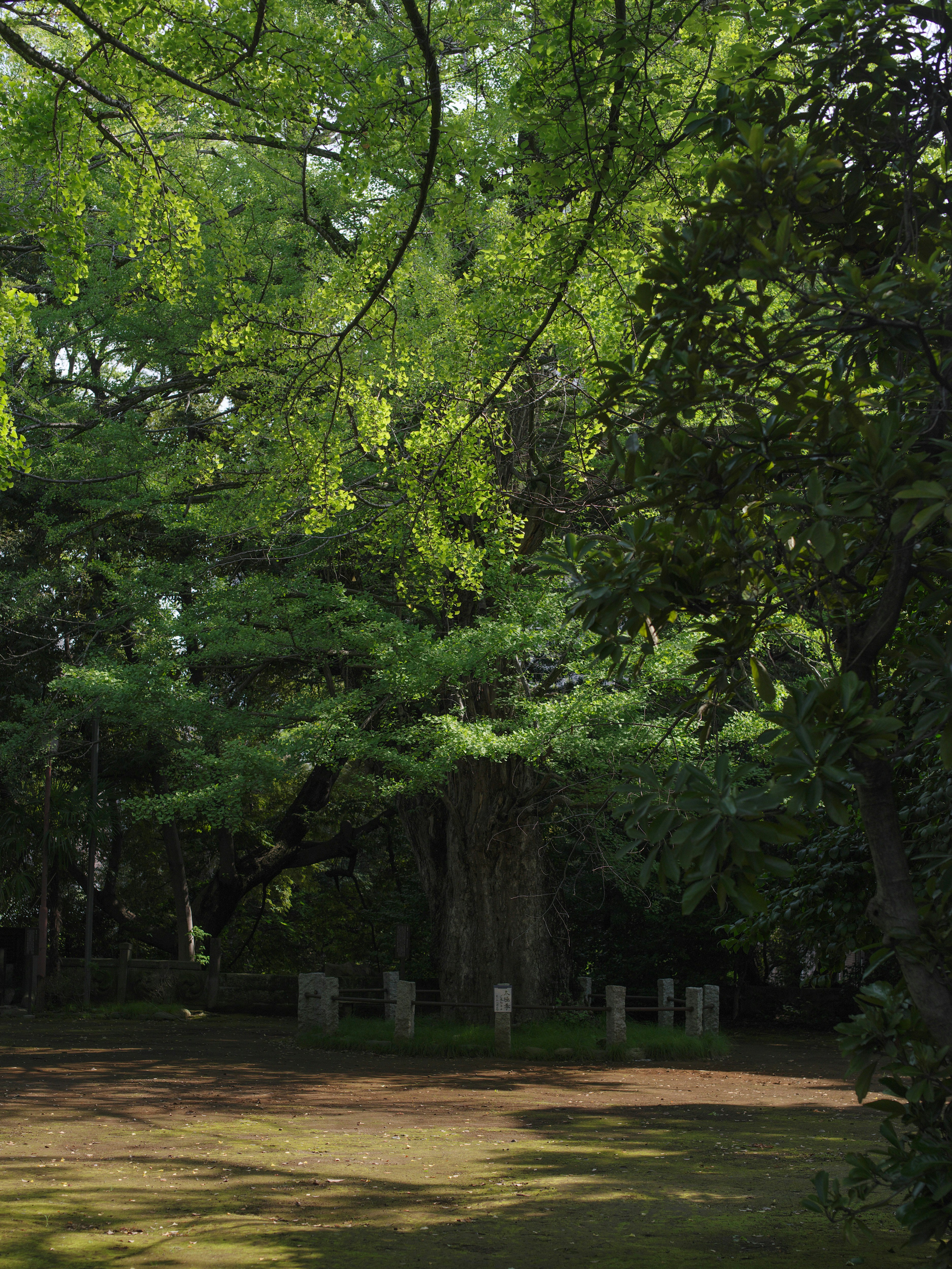 氷川神社の境内にある大銀杏のある緑豊かな参道風景