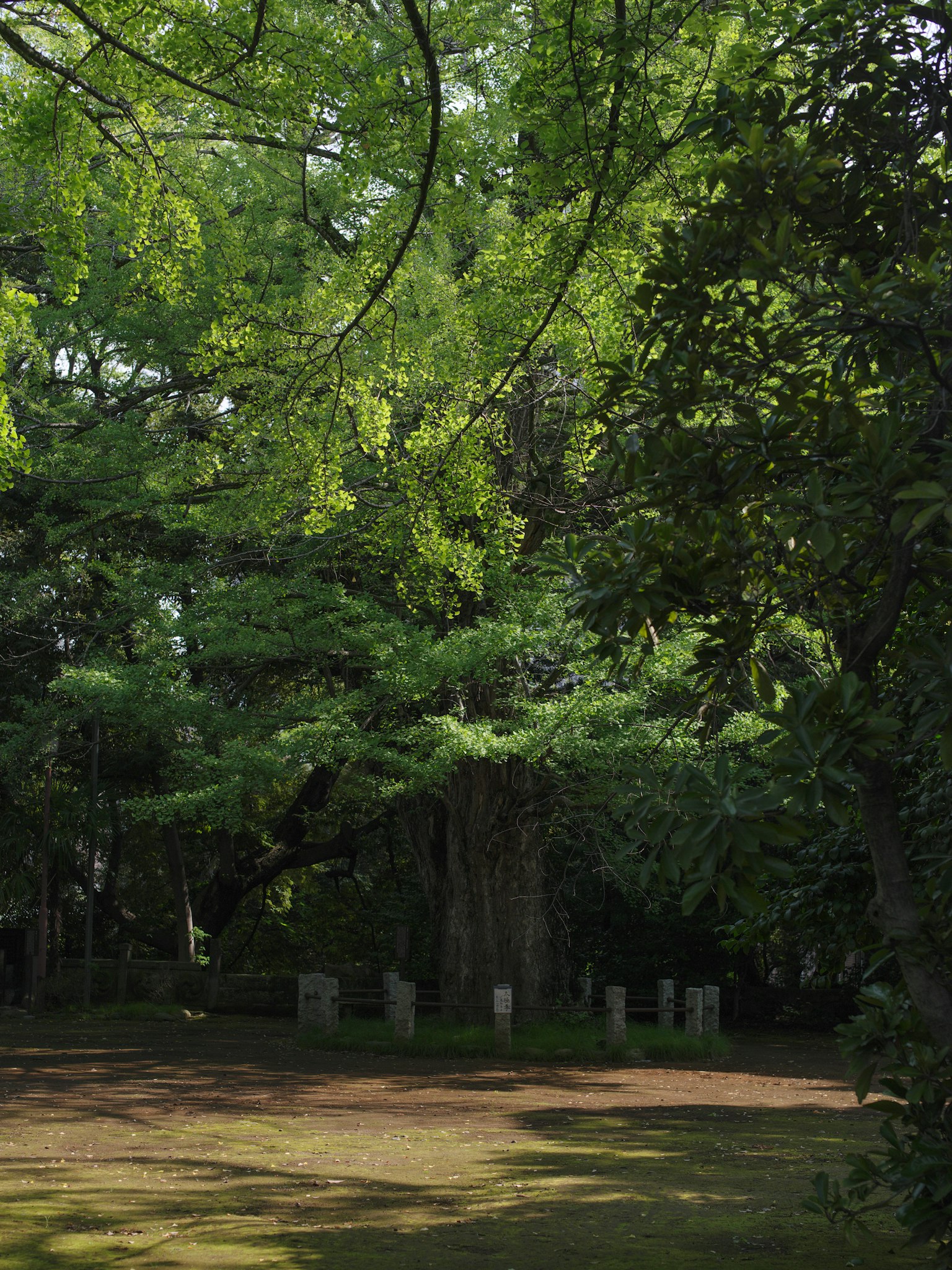 Serene park landscape surrounded by lush green trees