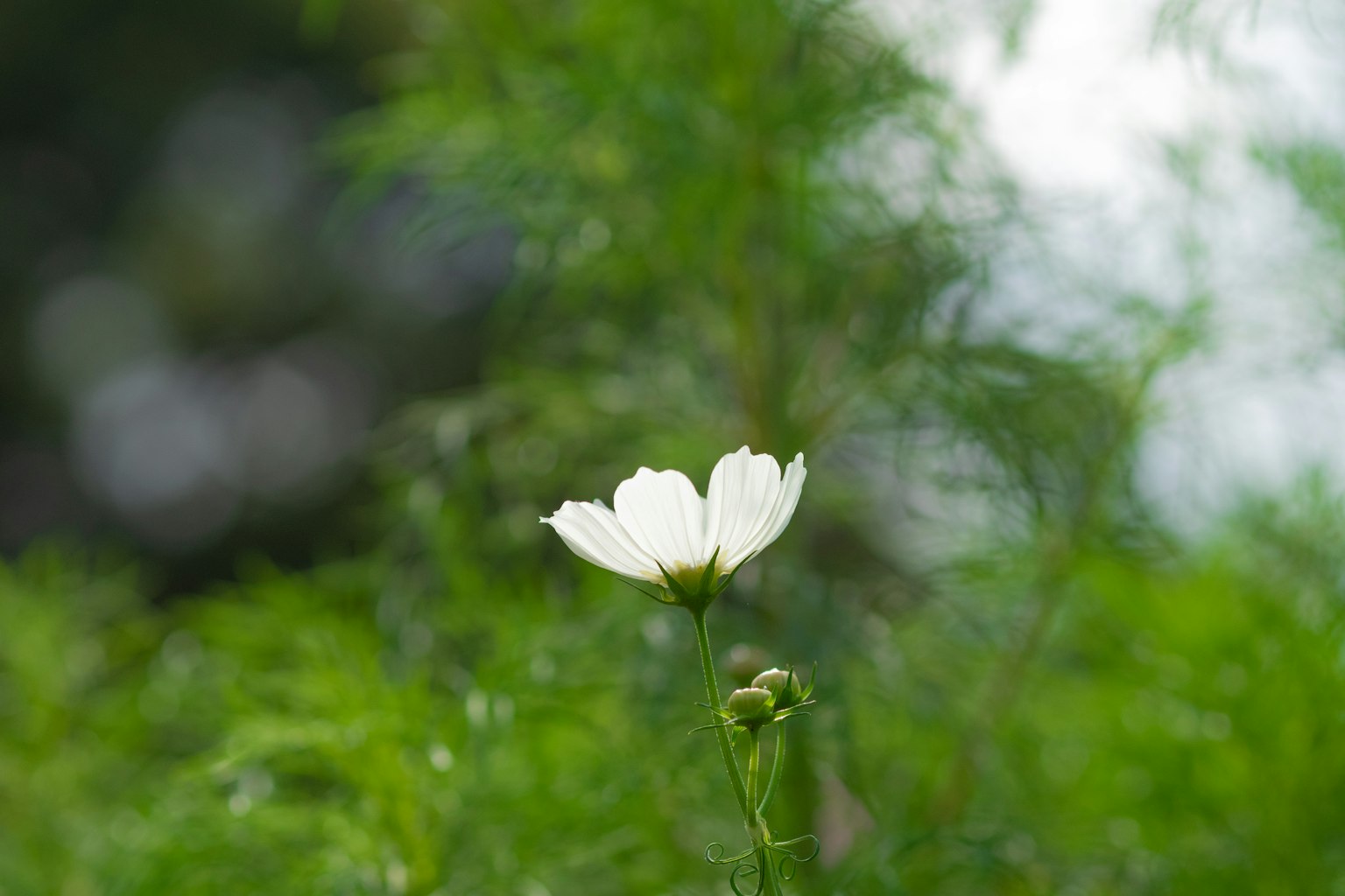 Eine weiße Blume hebt sich vor einem grünen Hintergrund ab