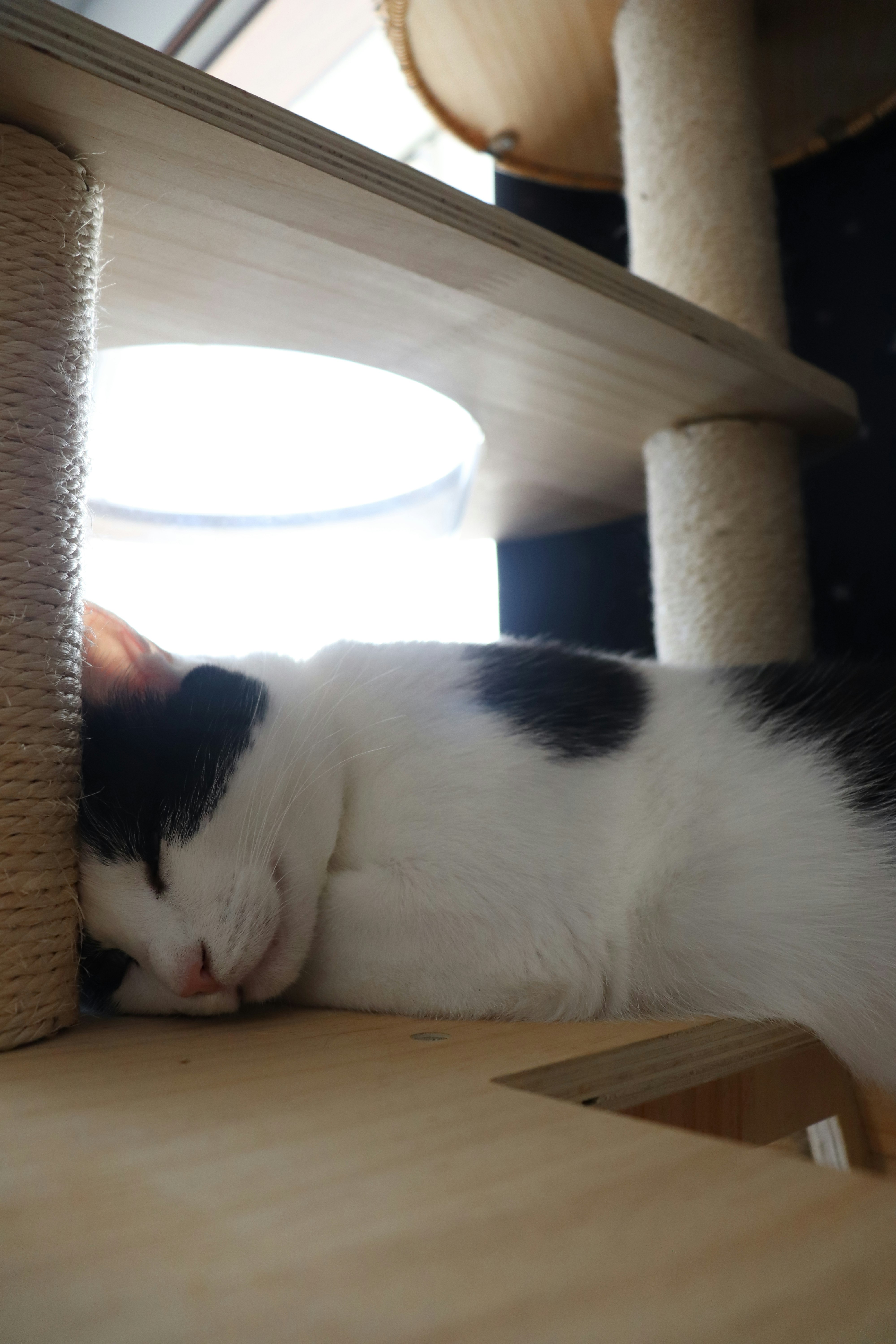 猫が爪とぎポールの間で眠る室内の様子